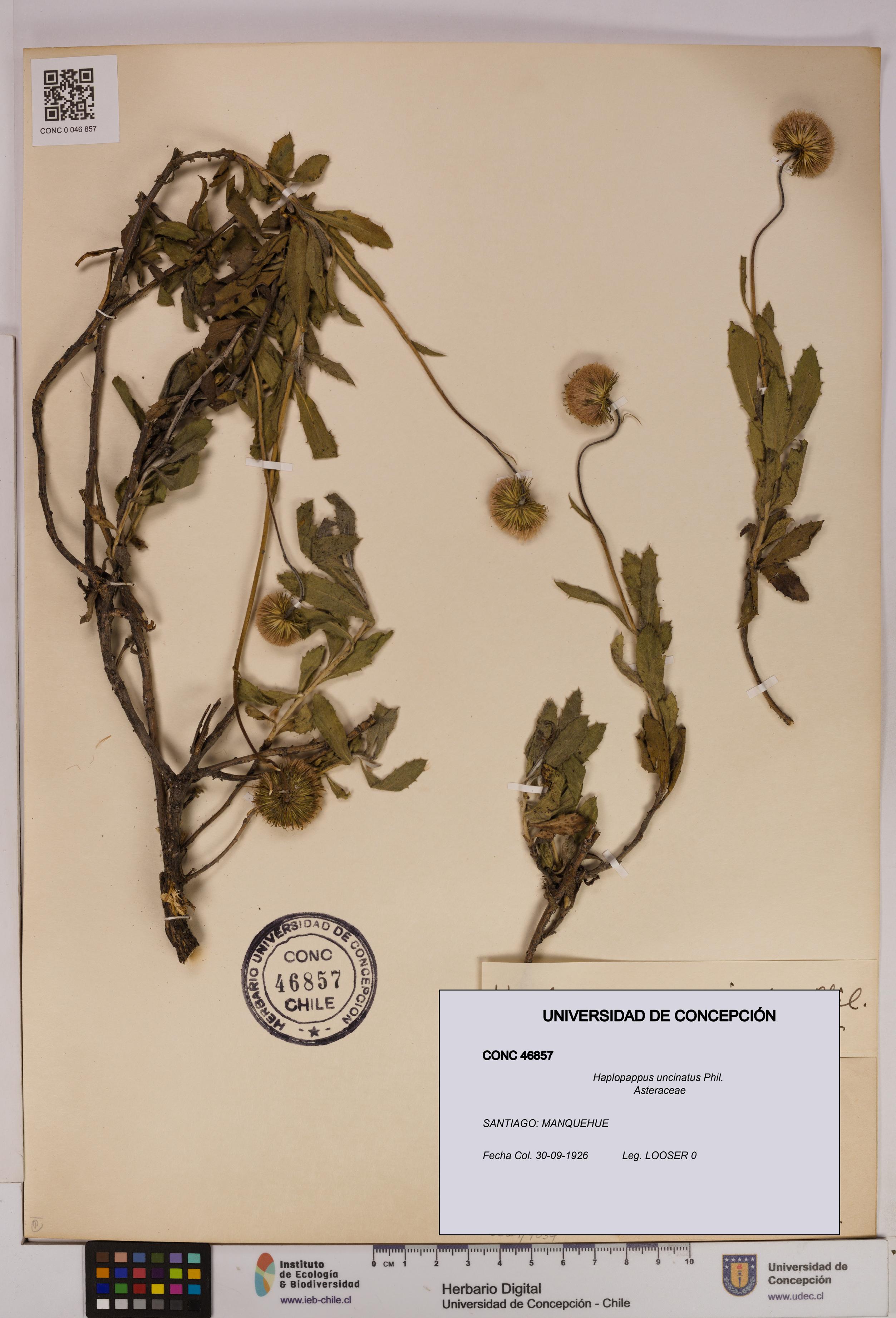 Haplopappus uncinatus [Espécimen: UDEC:CONC:0046857]