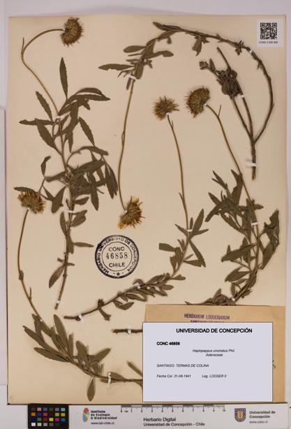 Haplopappus uncinatus [Espécimen: UDEC:CONC:0046858]