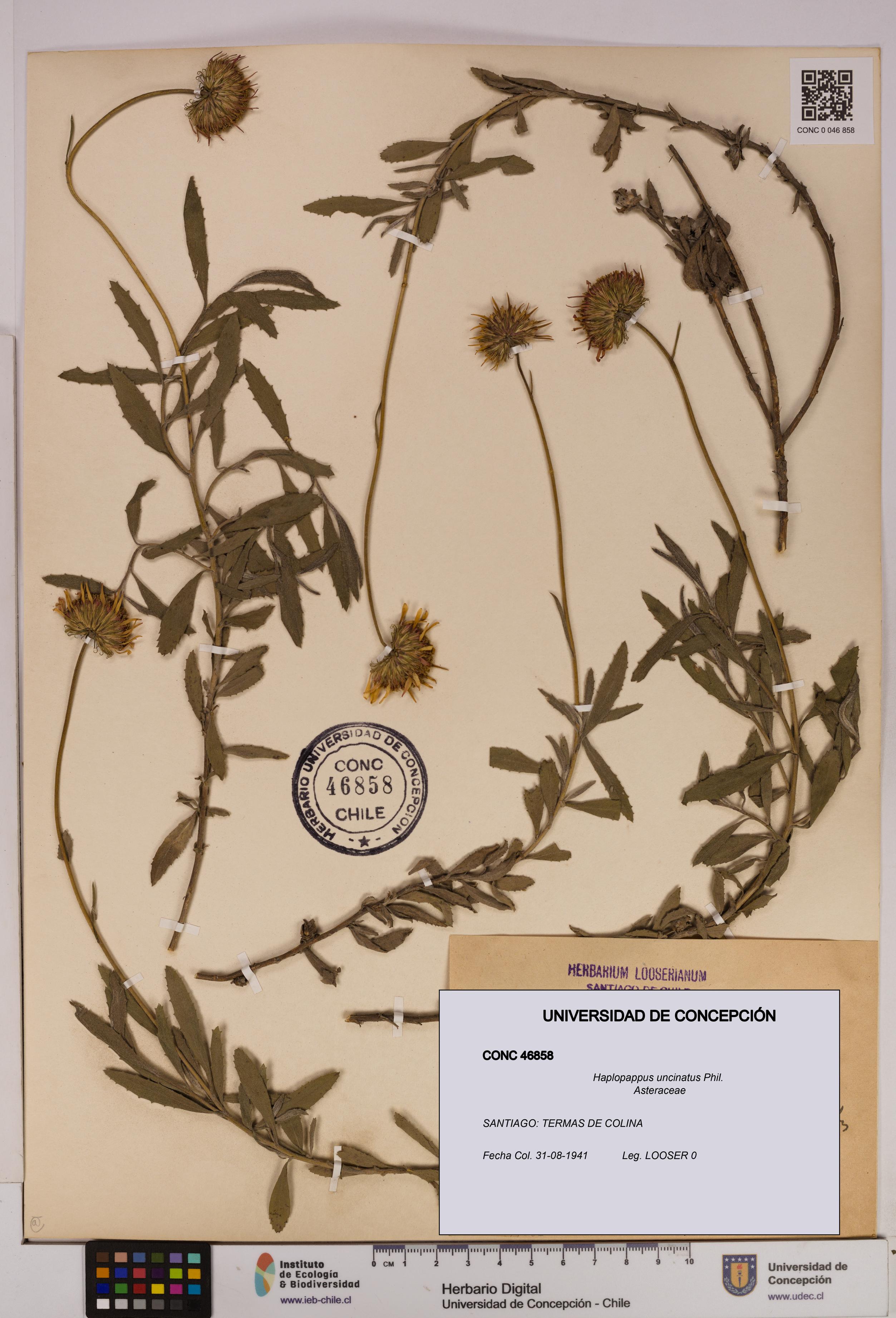 Haplopappus uncinatus [Espécimen: UDEC:CONC:0046858]