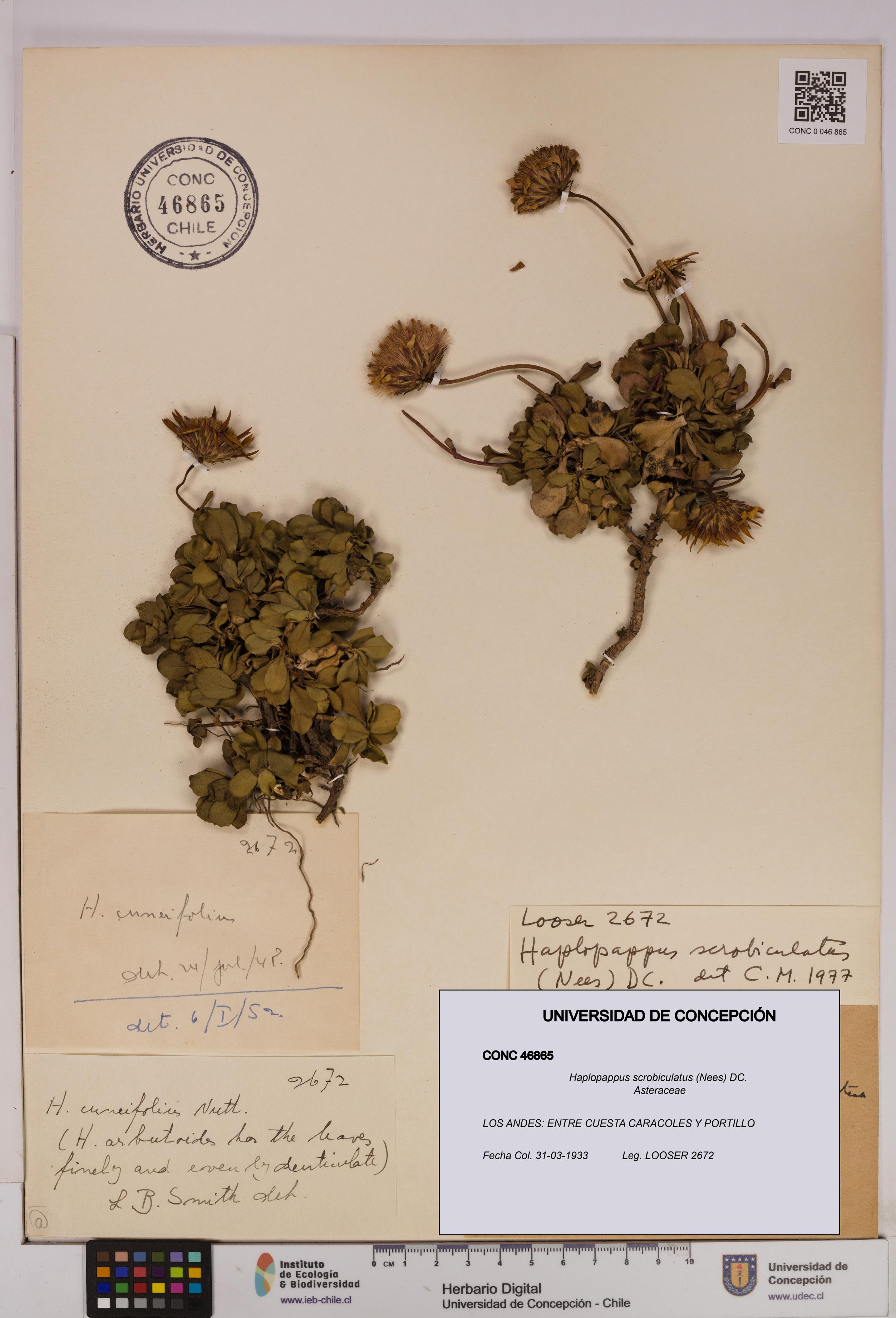 Haplopappus scrobiculatus [Espécimen: UDEC:CONC:0046865]