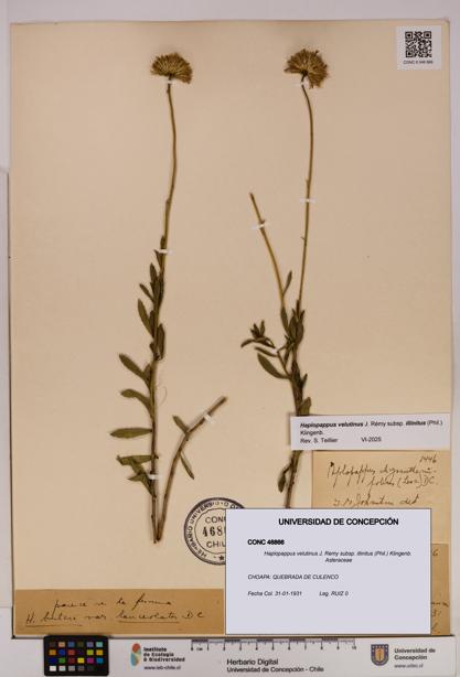 Haplopappus velutinus subsp. illinitus [Espécimen: UDEC:CONC:0046866]