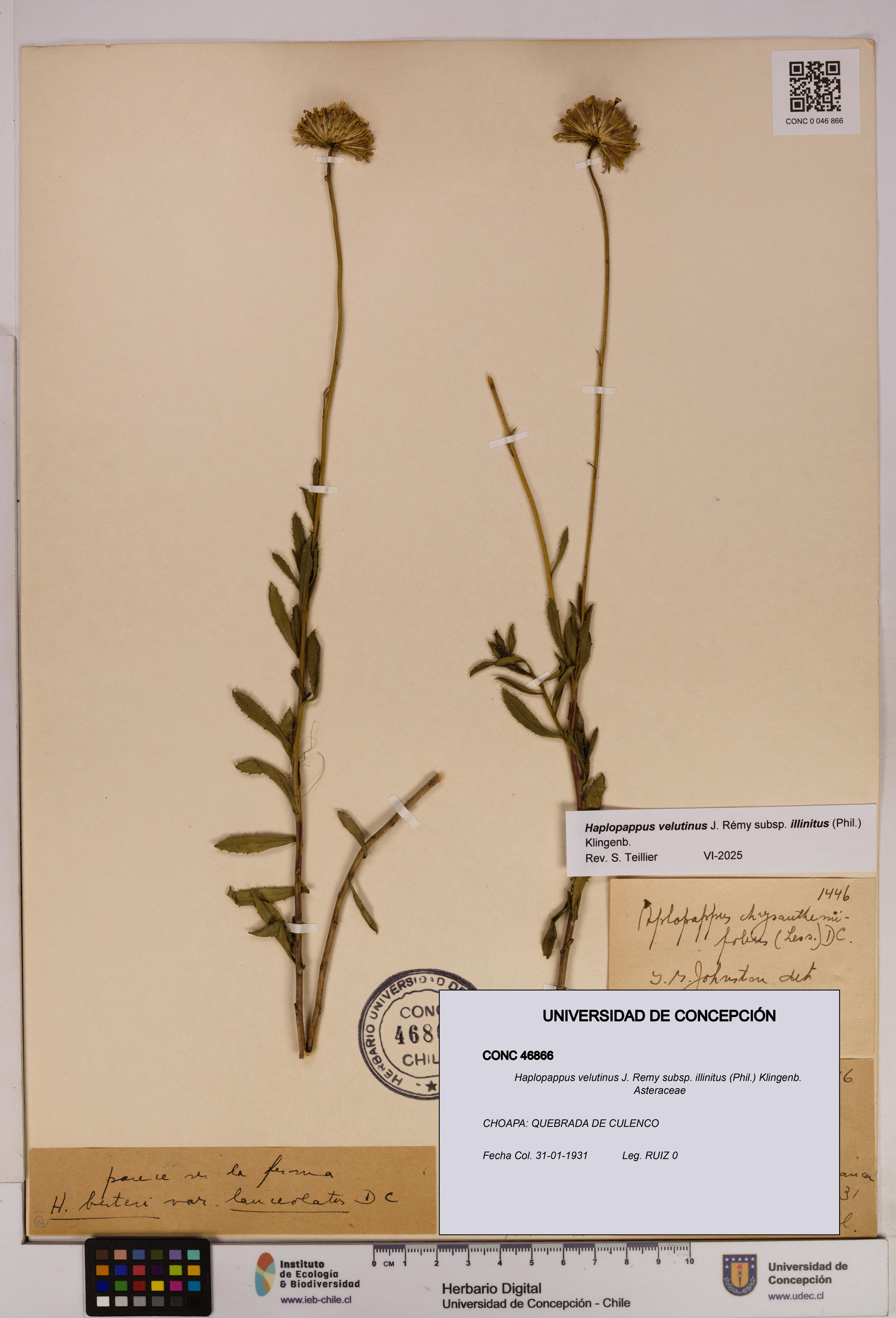 Haplopappus velutinus subsp. illinitus [Espécimen: UDEC:CONC:0046866]