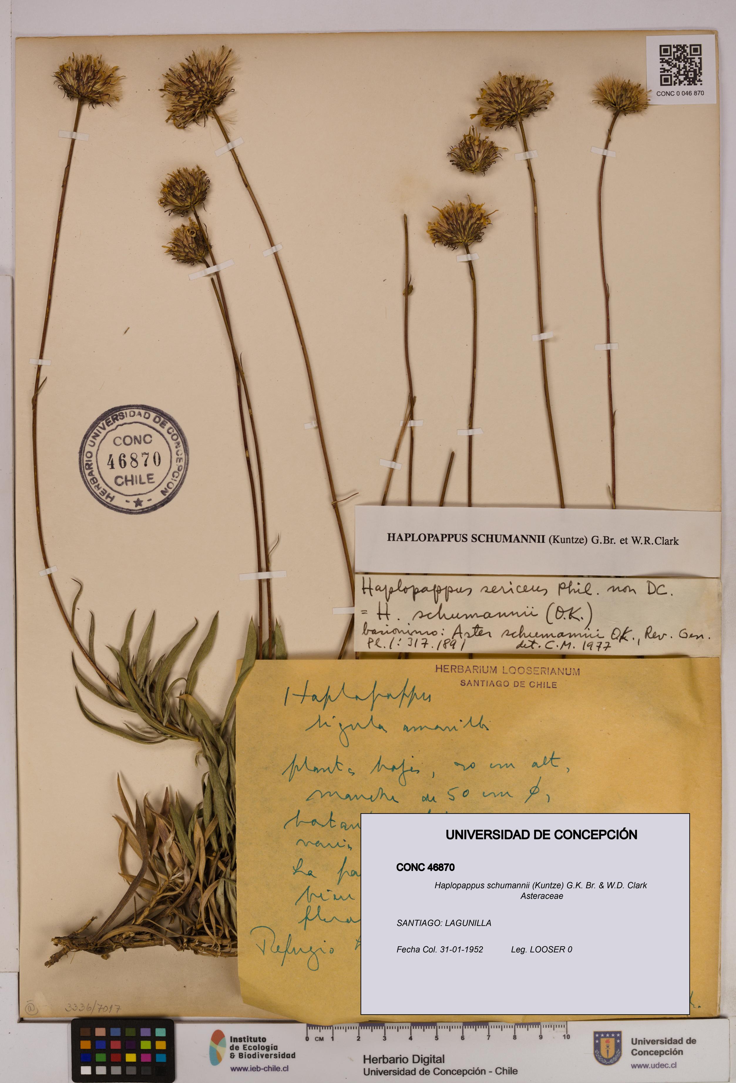 Haplopappus schumannii [Espécimen: UDEC:CONC:0046870]