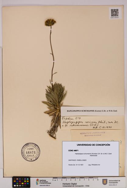 Haplopappus schumannii [Espécimen: UDEC:CONC:0046871]