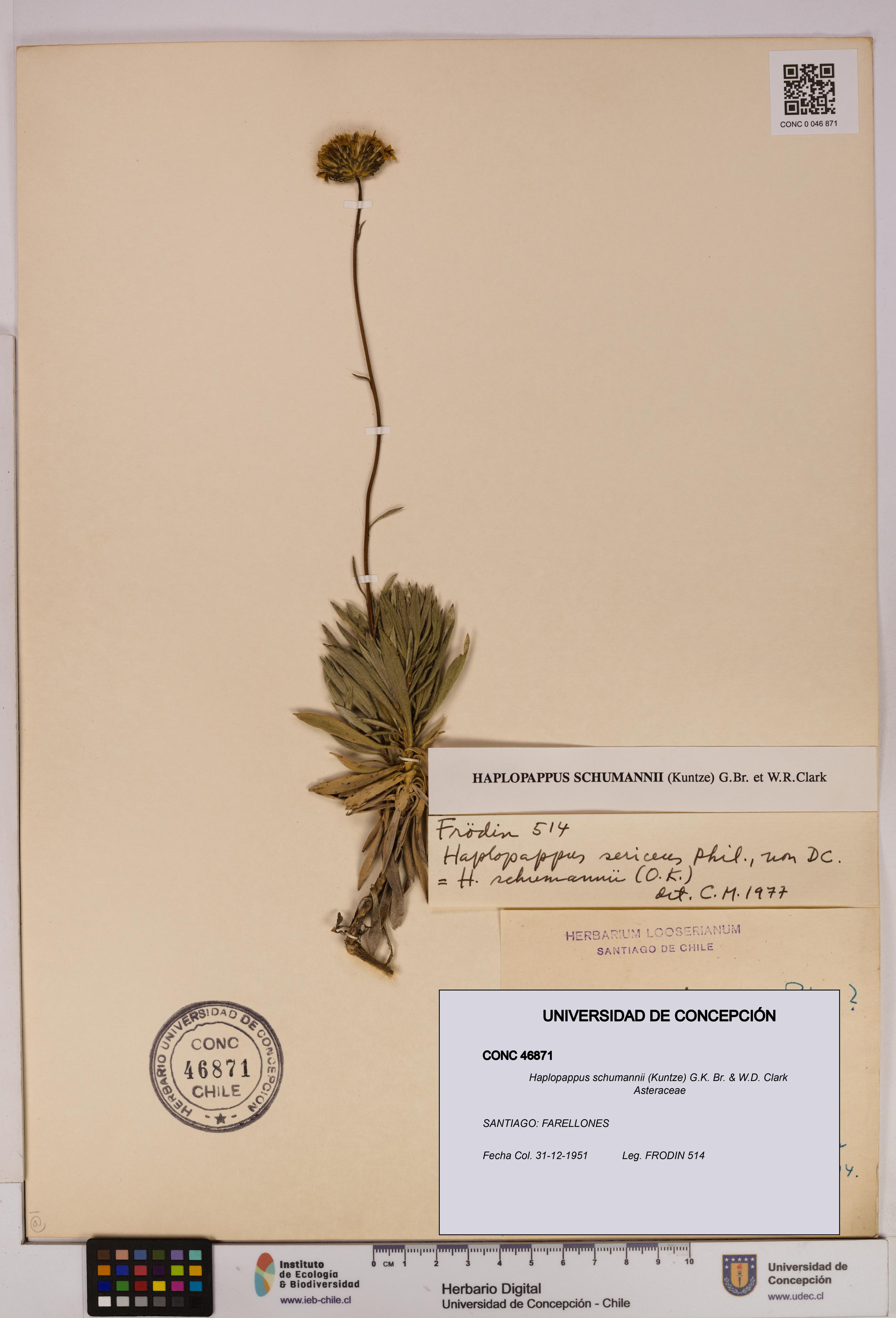 Haplopappus schumannii [Espécimen: UDEC:CONC:0046871]
