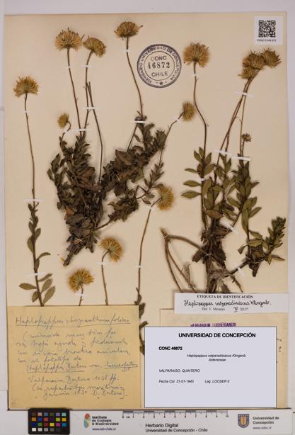 Haplopappus valparadisiacus [Espécimen: UDEC:CONC:0046872]