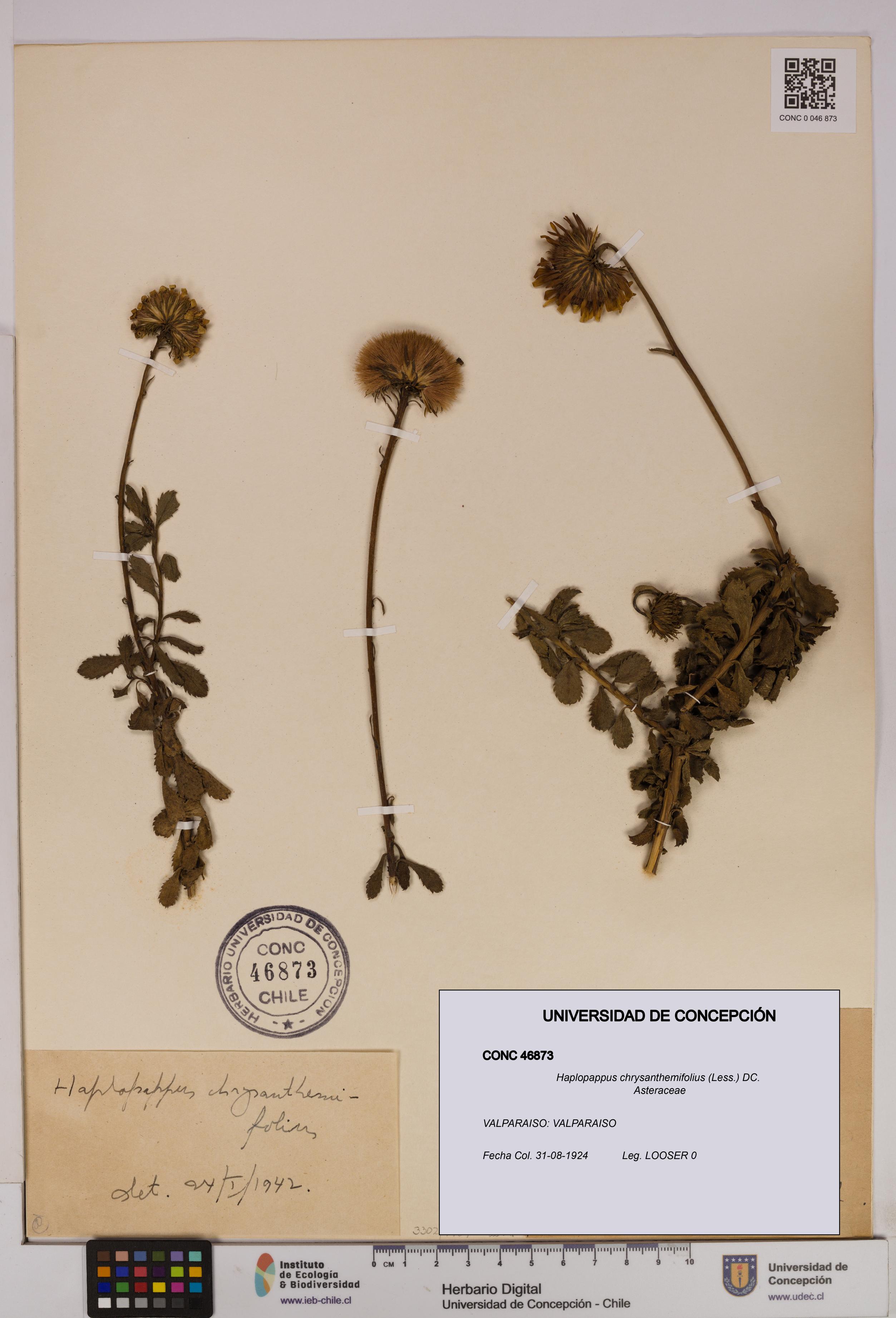 Haplopappus chrysanthemifolius [Espécimen: UDEC:CONC:0046873]