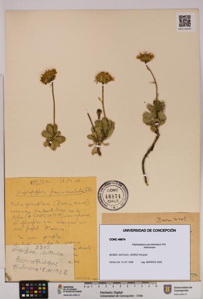 Haplopappus paucidentatus [Espécimen: UDEC:CONC:0046874]