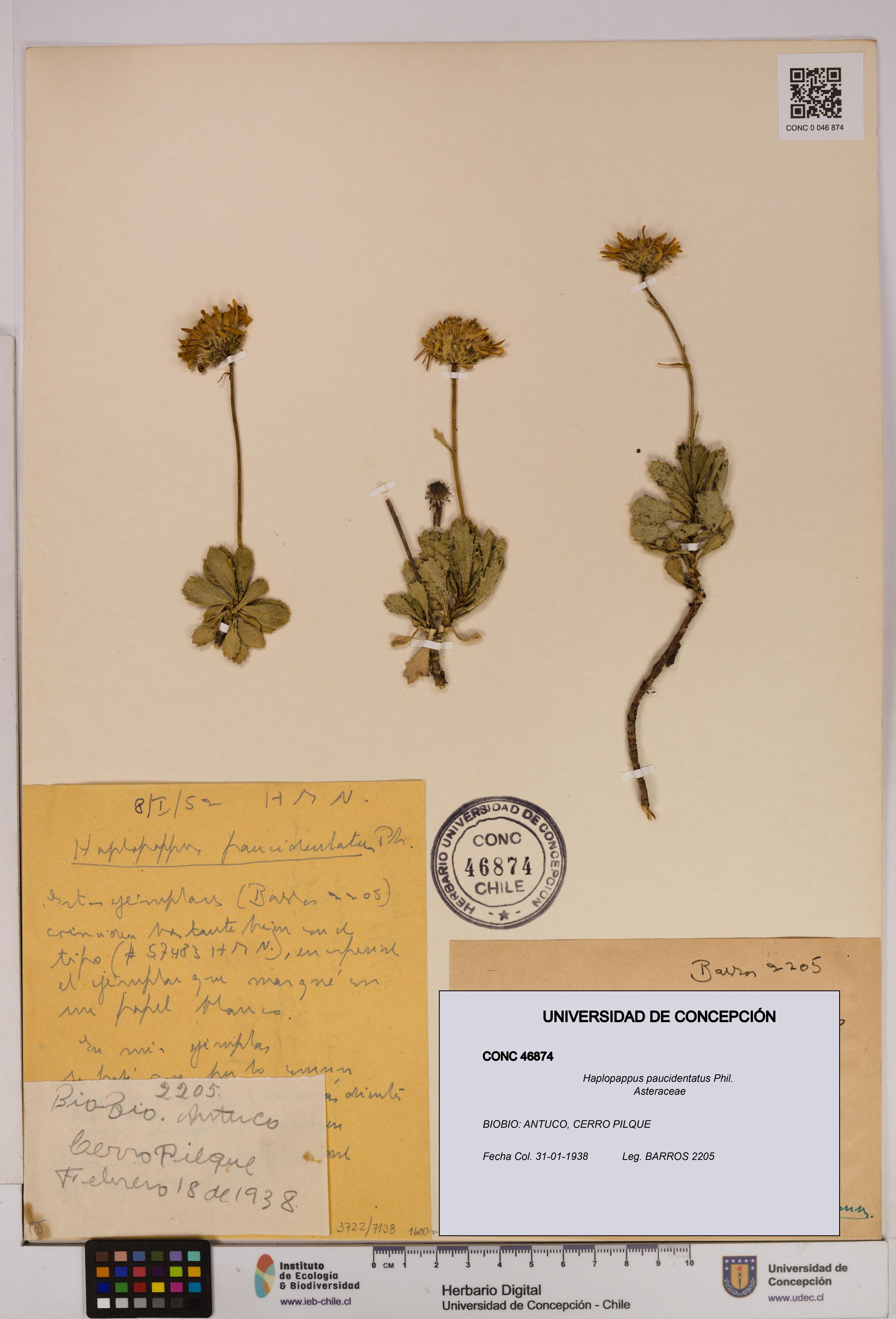 Haplopappus paucidentatus [Espécimen: UDEC:CONC:0046874]