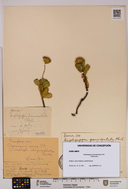 Haplopappus paucidentatus [Espécimen: UDEC:CONC:0046875]