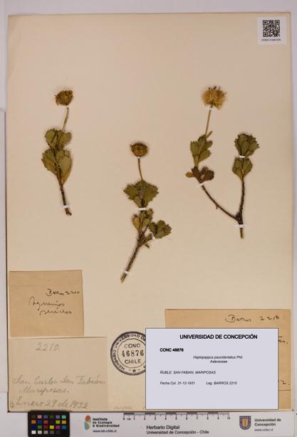 Haplopappus paucidentatus [Espécimen: UDEC:CONC:0046876]
