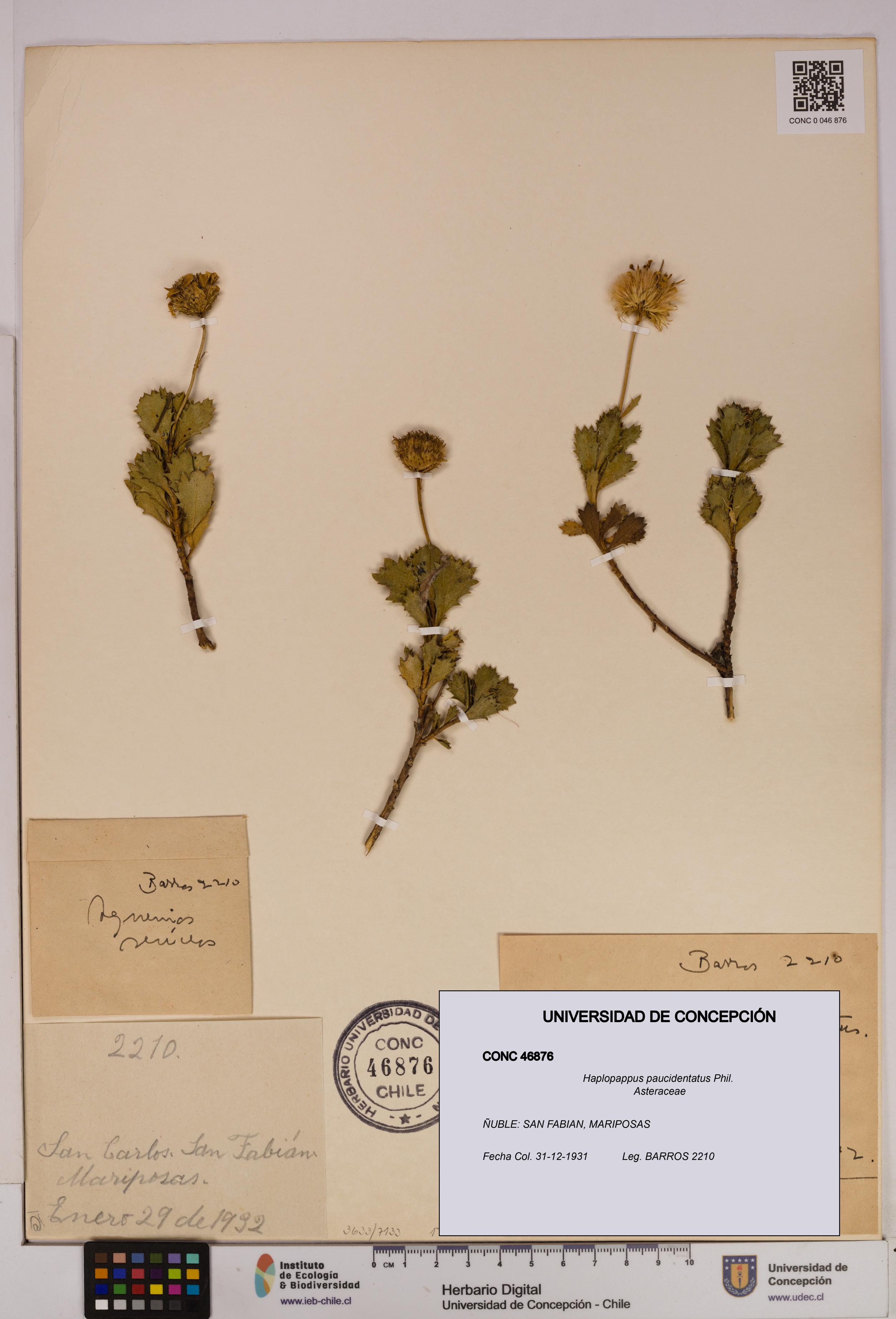 Haplopappus paucidentatus [Espécimen: UDEC:CONC:0046876]