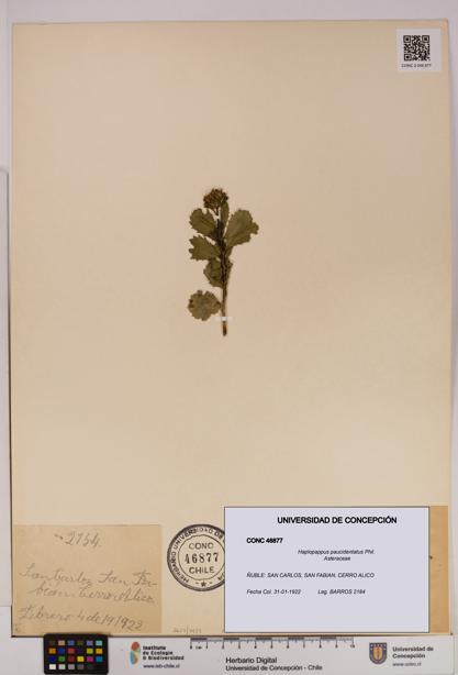 Haplopappus paucidentatus [Espécimen: UDEC:CONC:0046877]