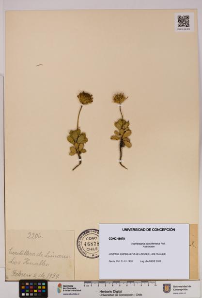 Haplopappus paucidentatus [Espécimen: UDEC:CONC:0046878]