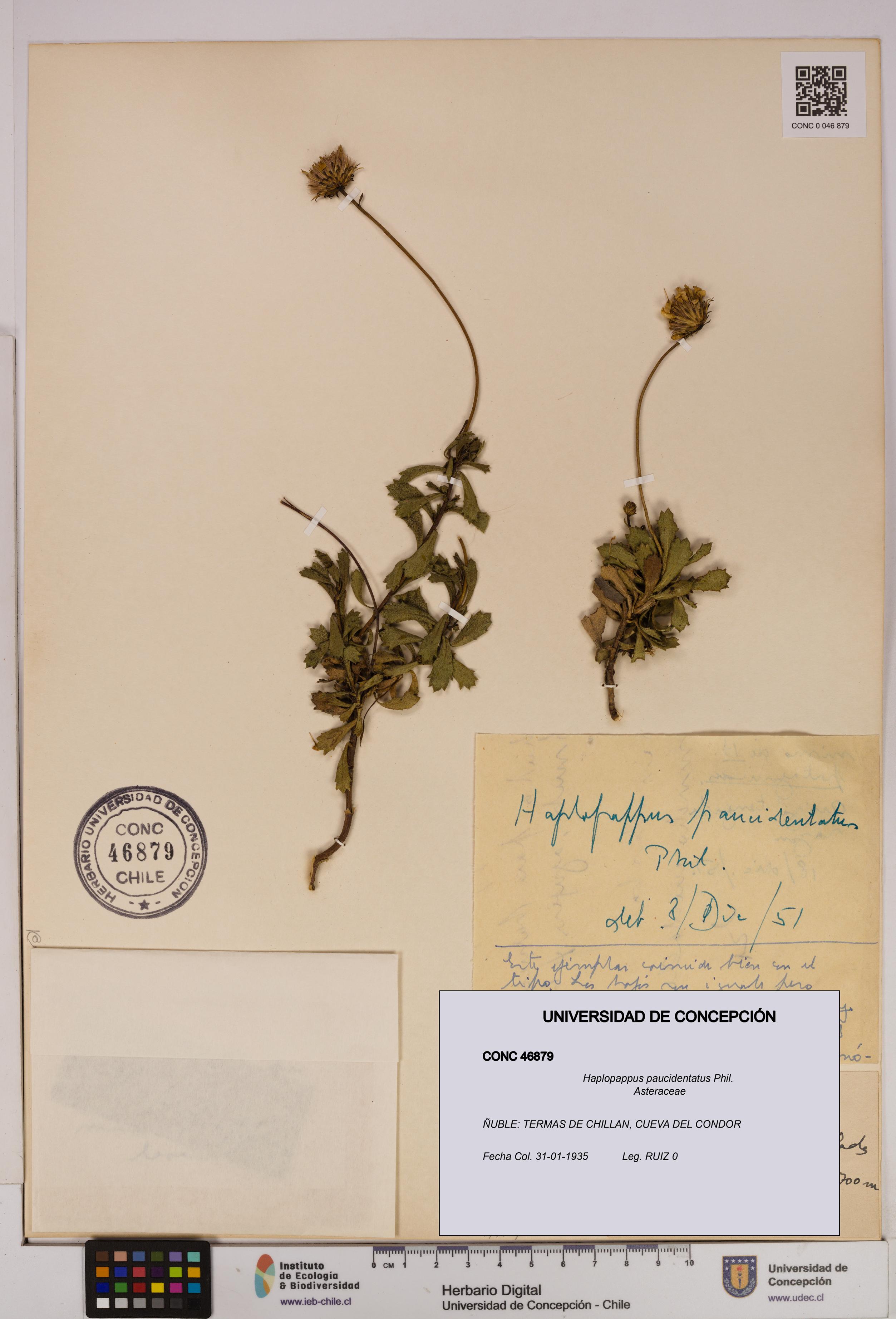 Haplopappus paucidentatus [Espécimen: UDEC:CONC:0046879]