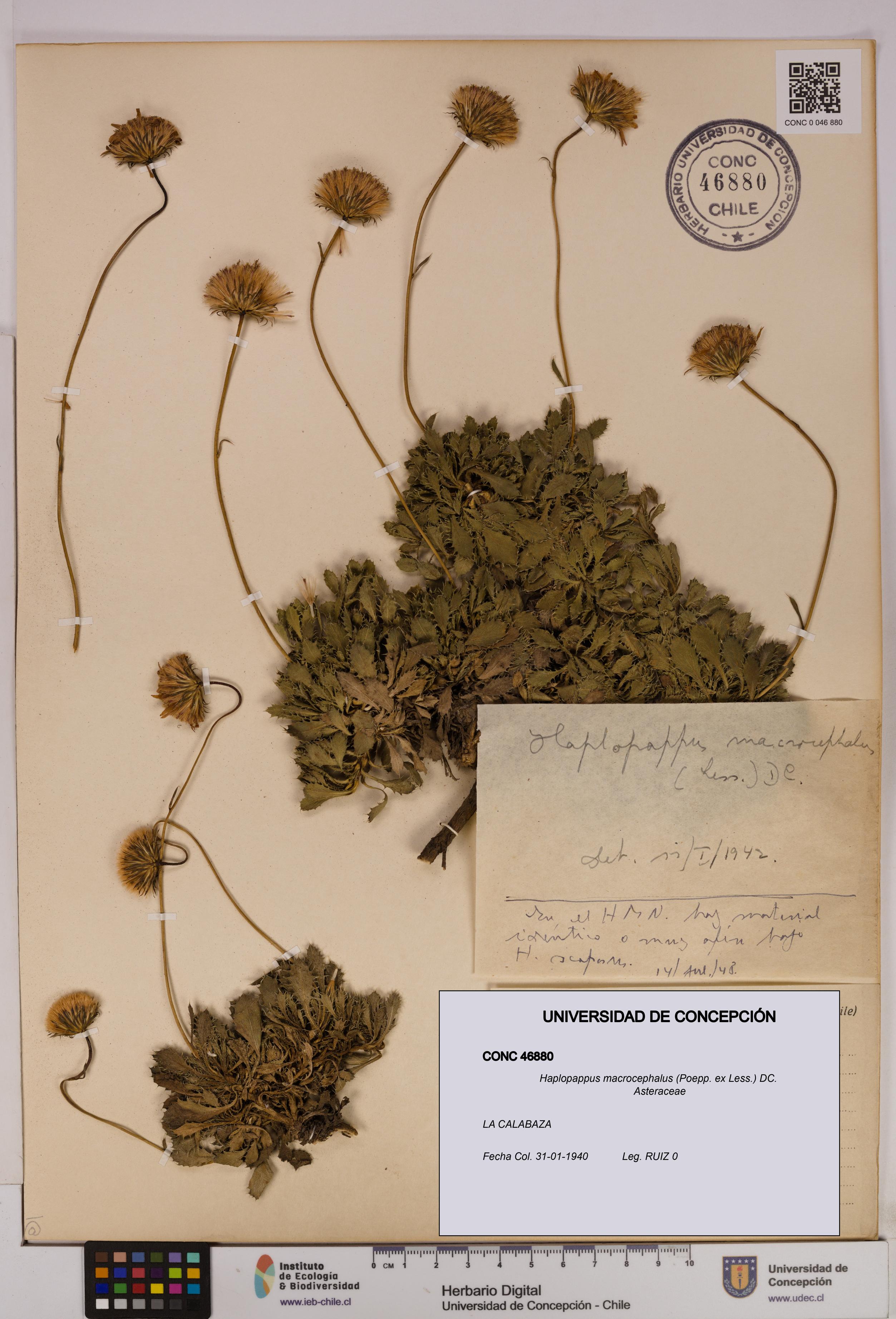 Haplopappus macrocephalus [Espécimen: UDEC:CONC:0046880]