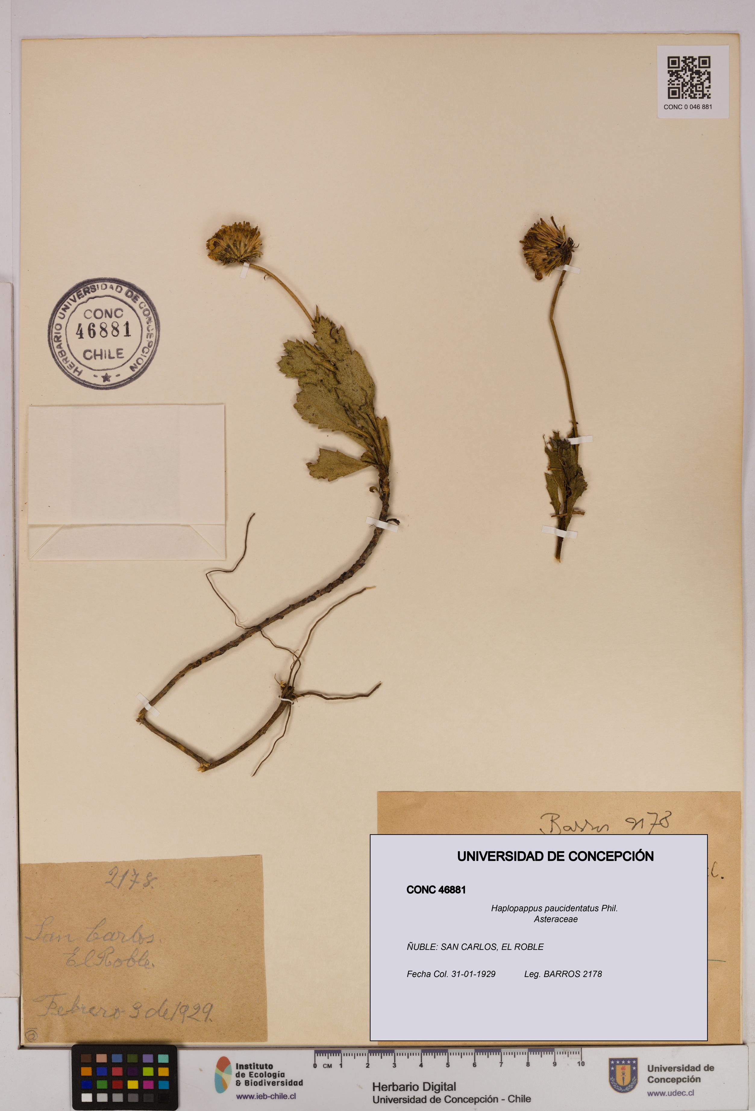 Haplopappus paucidentatus [Espécimen: UDEC:CONC:0046881]