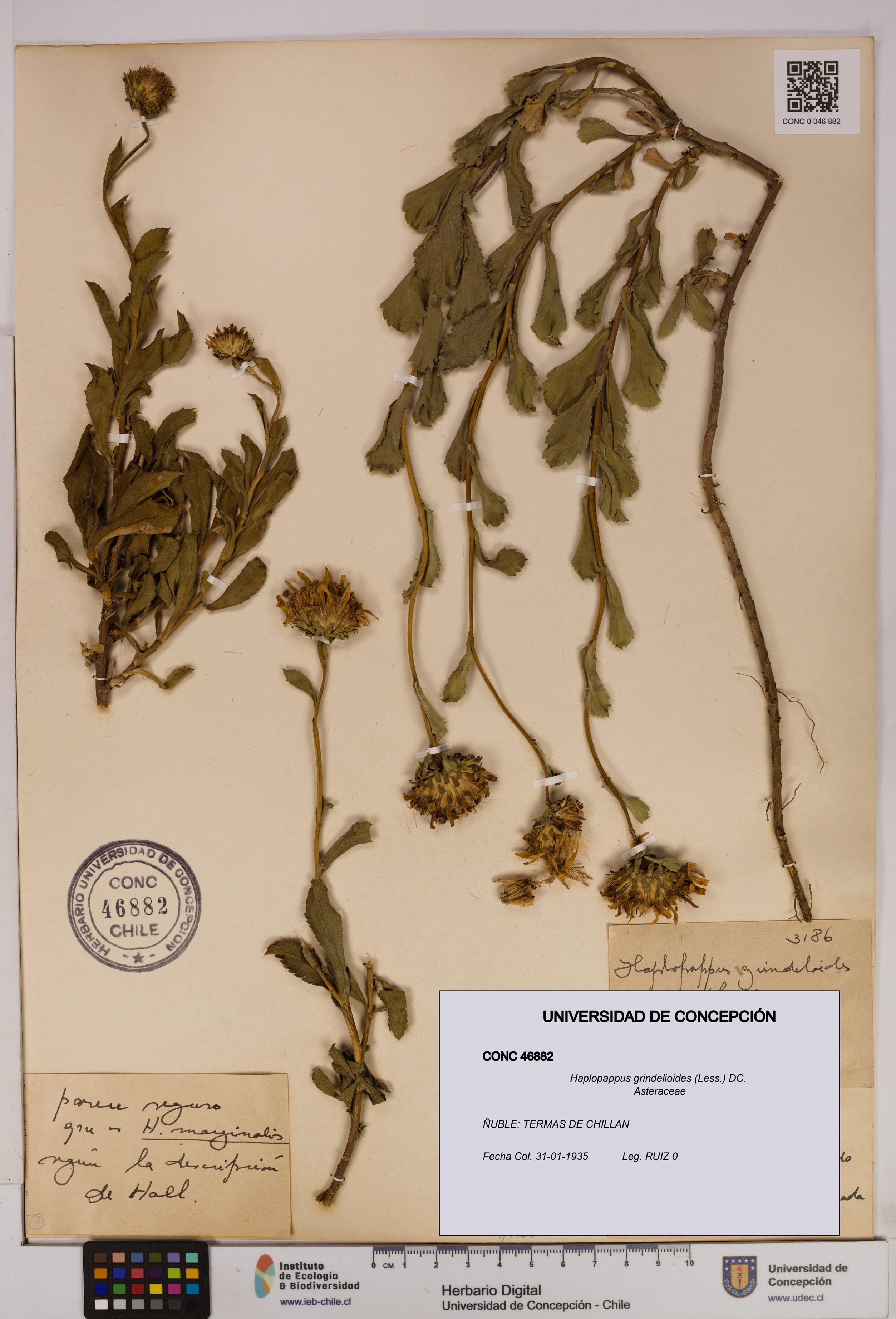 Haplopappus grindelioides [Espécimen: UDEC:CONC:0046882]