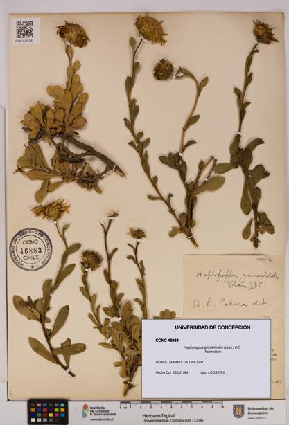 Haplopappus grindelioides [Espécimen: UDEC:CONC:0046883]