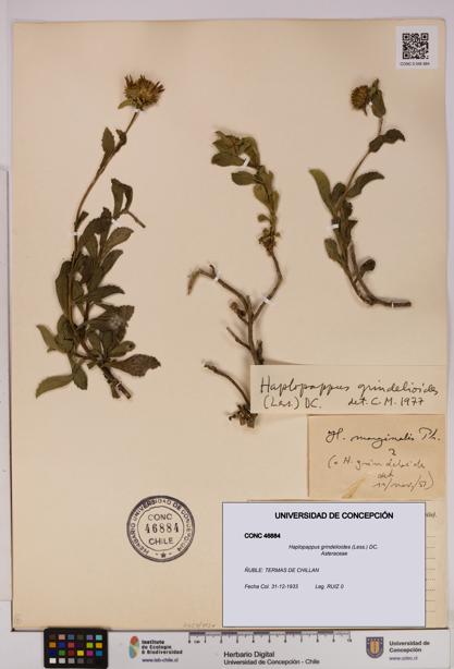 Haplopappus grindelioides [Espécimen: UDEC:CONC:0046884]