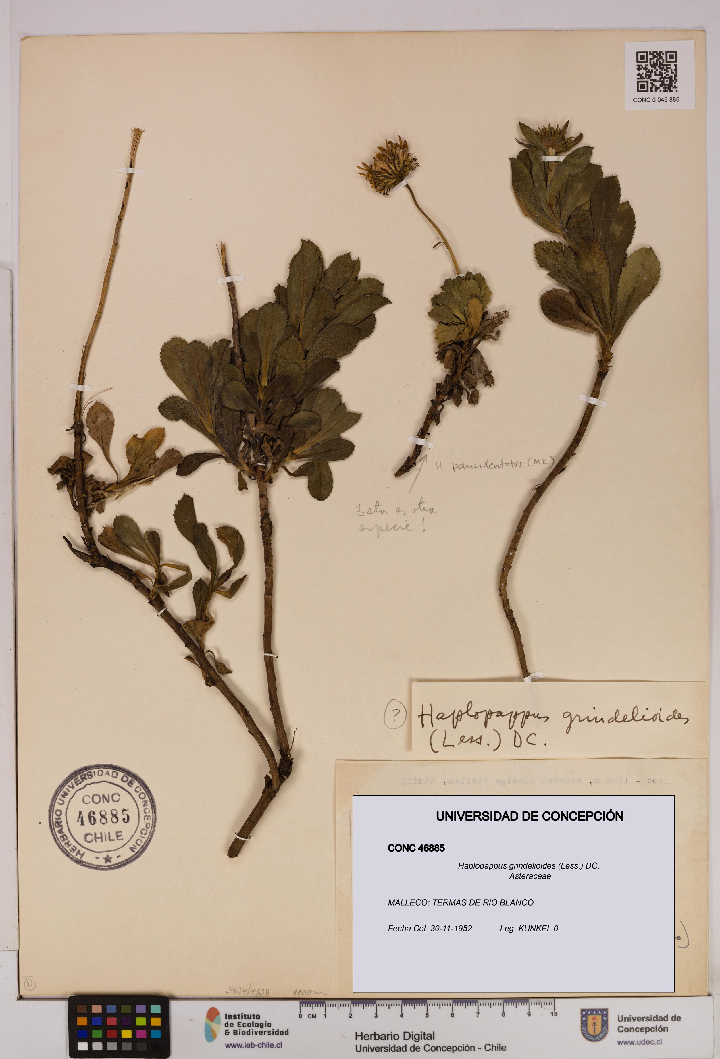 Haplopappus grindelioides [Espécimen: UDEC:CONC:0046885]
