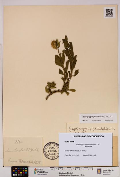 Haplopappus grindelioides [Espécimen: UDEC:CONC:0046886]