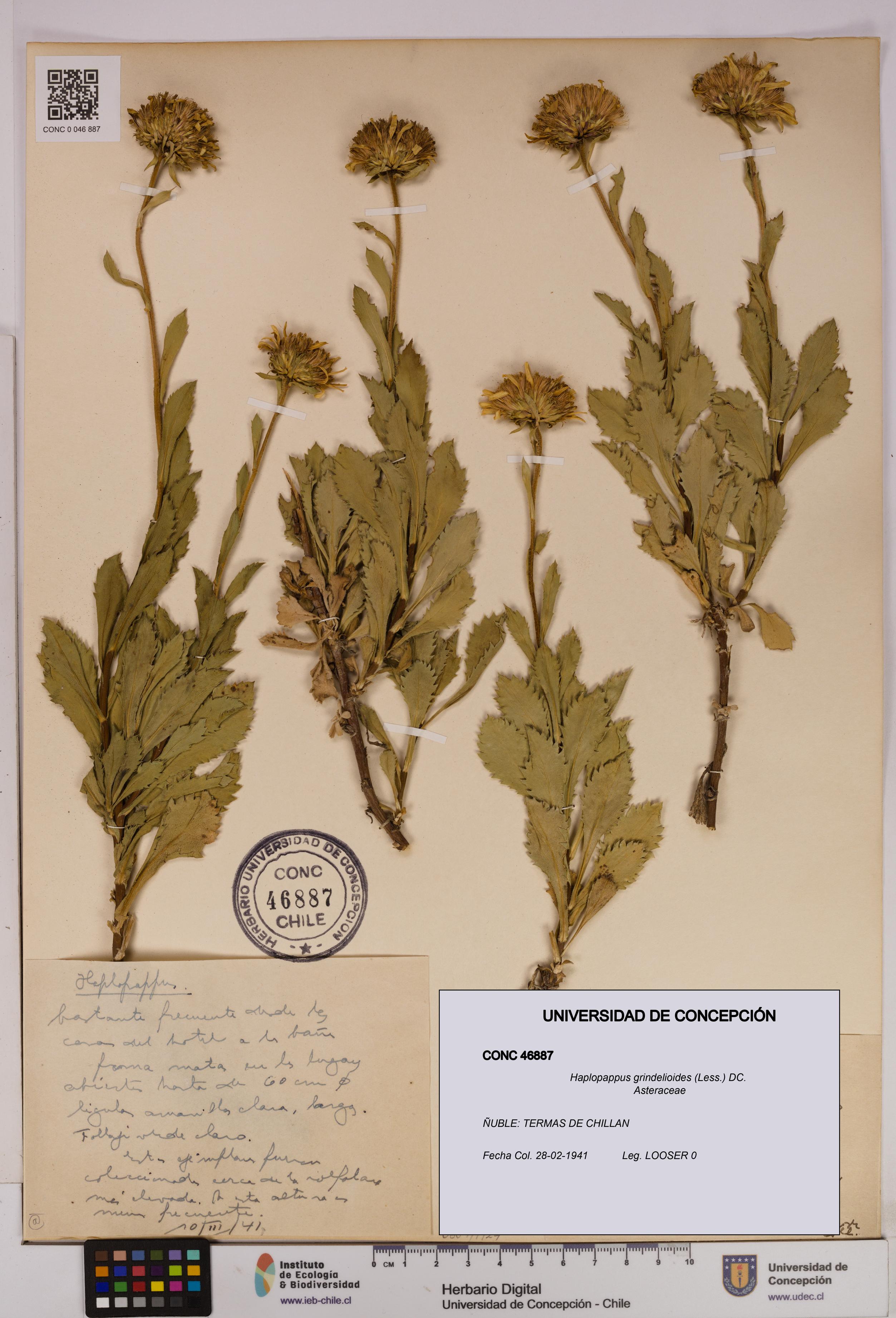 Haplopappus grindelioides [Espécimen: UDEC:CONC:0046887]