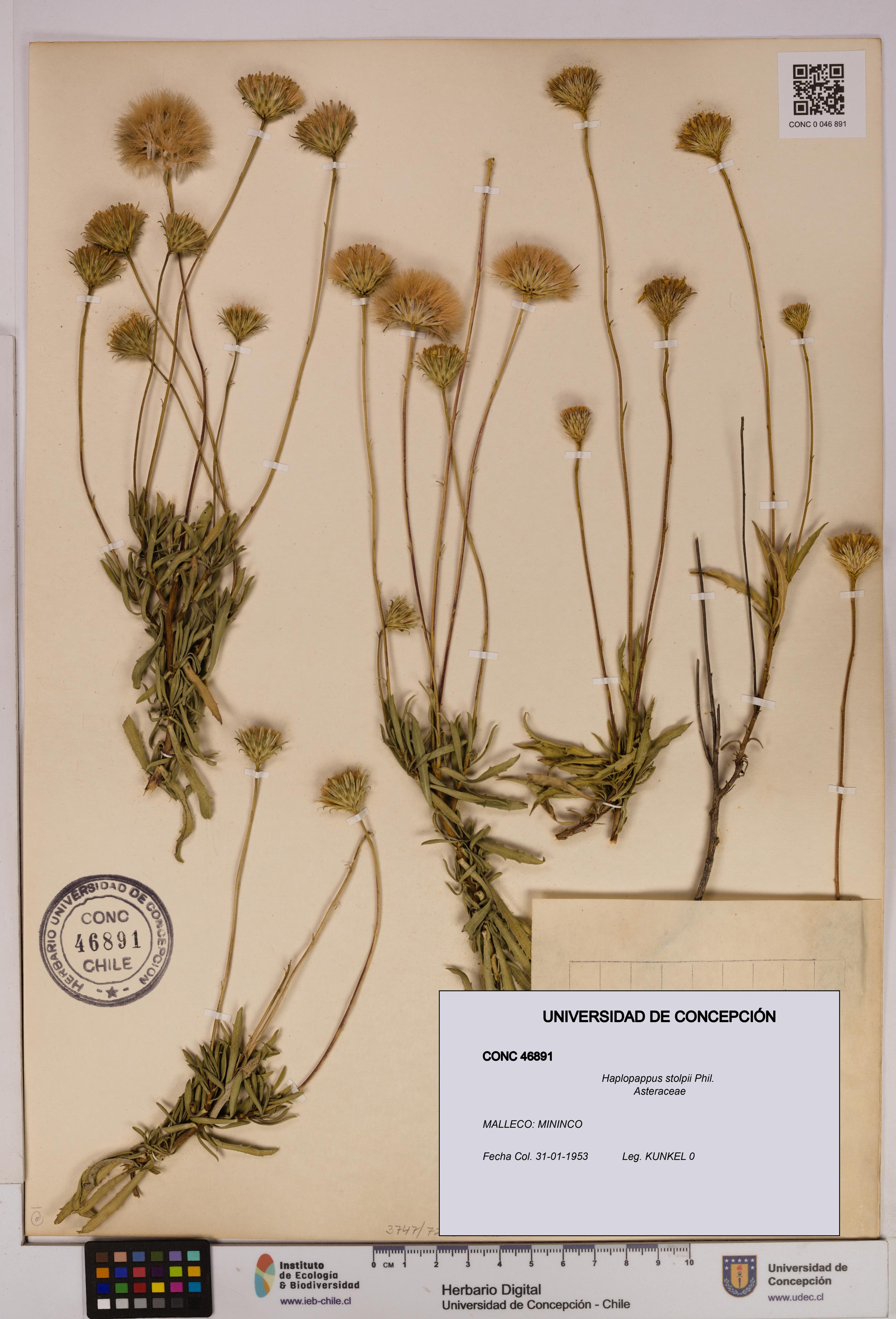 Haplopappus stolpii [Espécimen: UDEC:CONC:0046891]