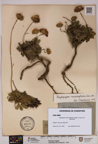 Haplopappus macrocephalus [Espécimen: UDEC:CONC:0046892]