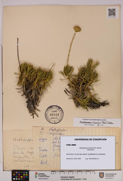 Haplopappus humilis [Espécimen: UDEC:CONC:0046893]
