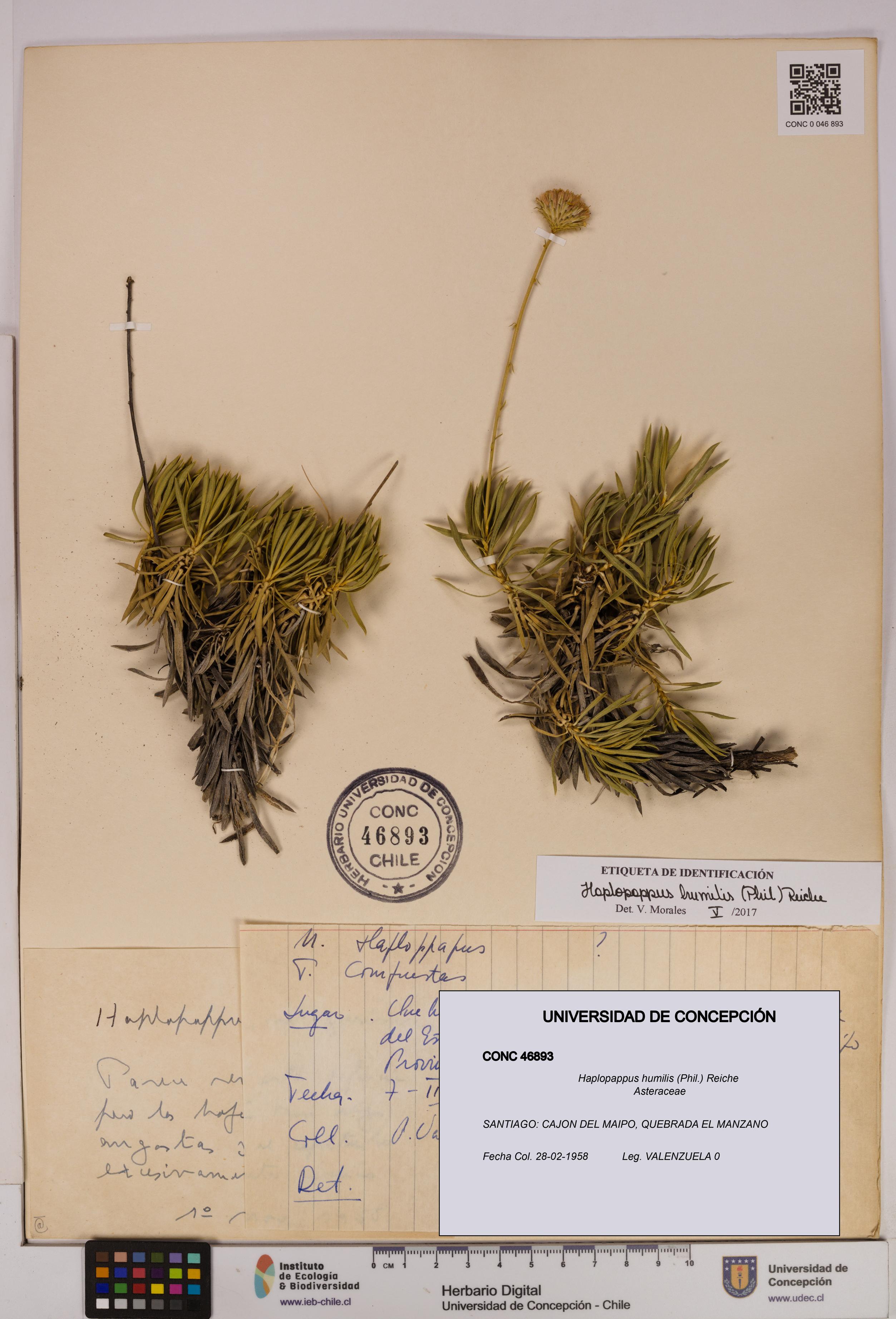 Haplopappus humilis [Espécimen: UDEC:CONC:0046893]