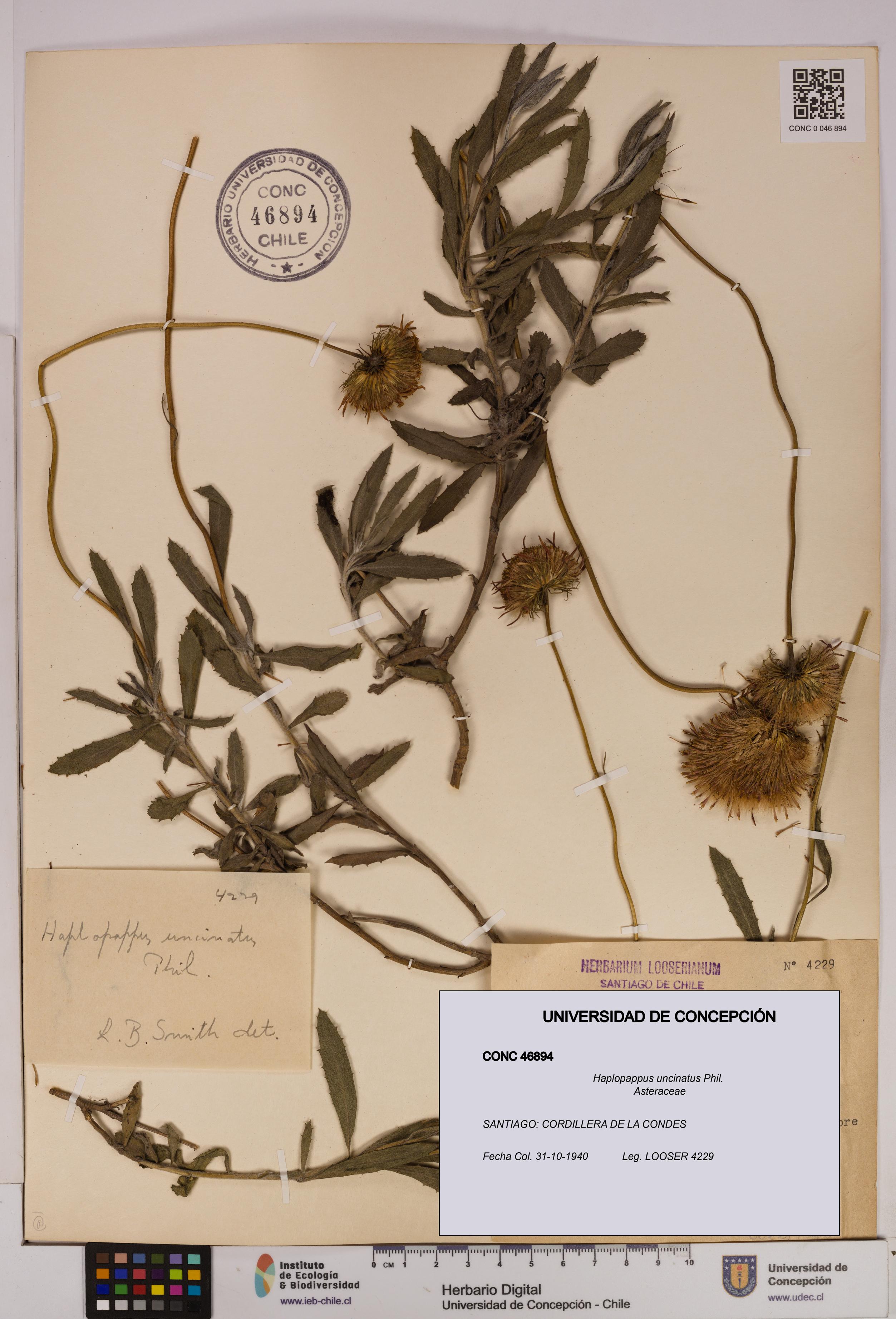 Haplopappus uncinatus [Espécimen: UDEC:CONC:0046894]