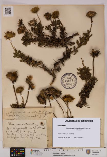 Haplopappus chrysanthemifolius [Espécimen: UDEC:CONC:0046907]