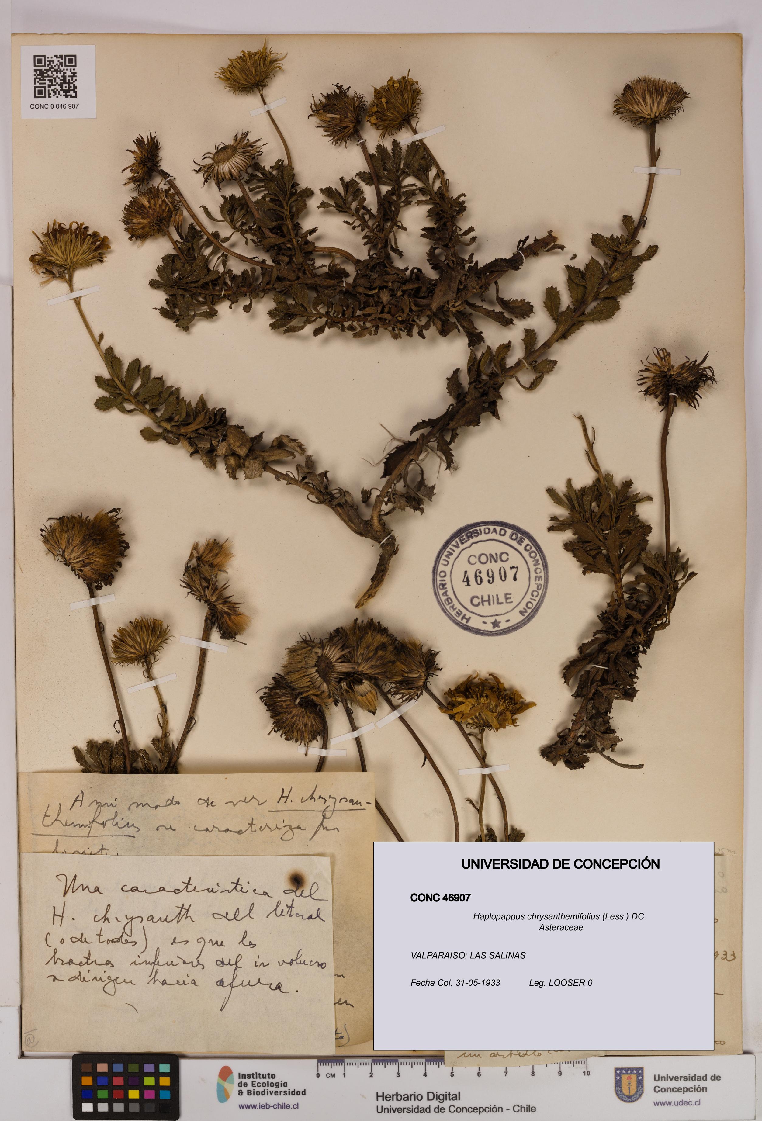 Haplopappus chrysanthemifolius [Espécimen: UDEC:CONC:0046907]