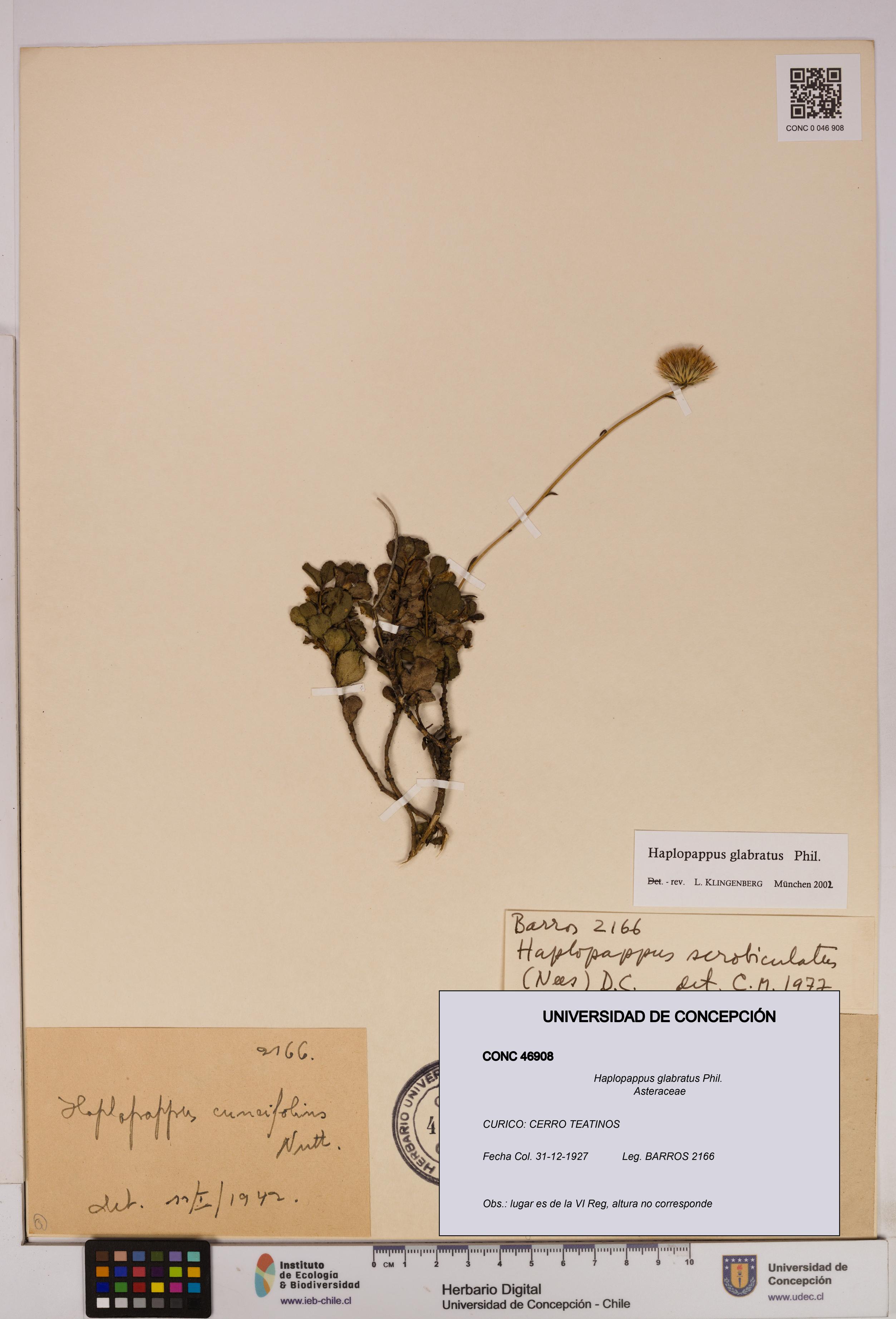 Haplopappus glabratus [Espécimen: UDEC:CONC:0046908]