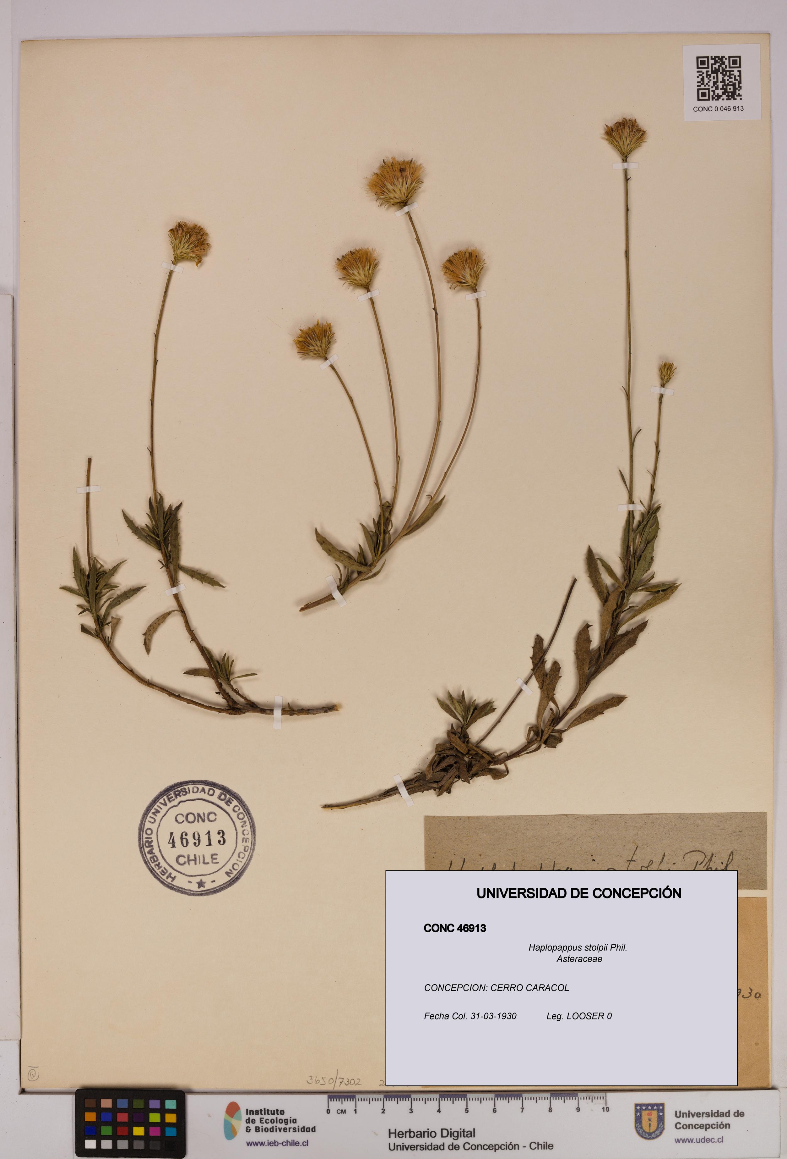 Haplopappus stolpii [Espécimen: UDEC:CONC:0046913]