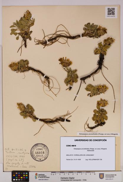 Notopappus prunelloides [Espécimen: UDEC:CONC:0046916]