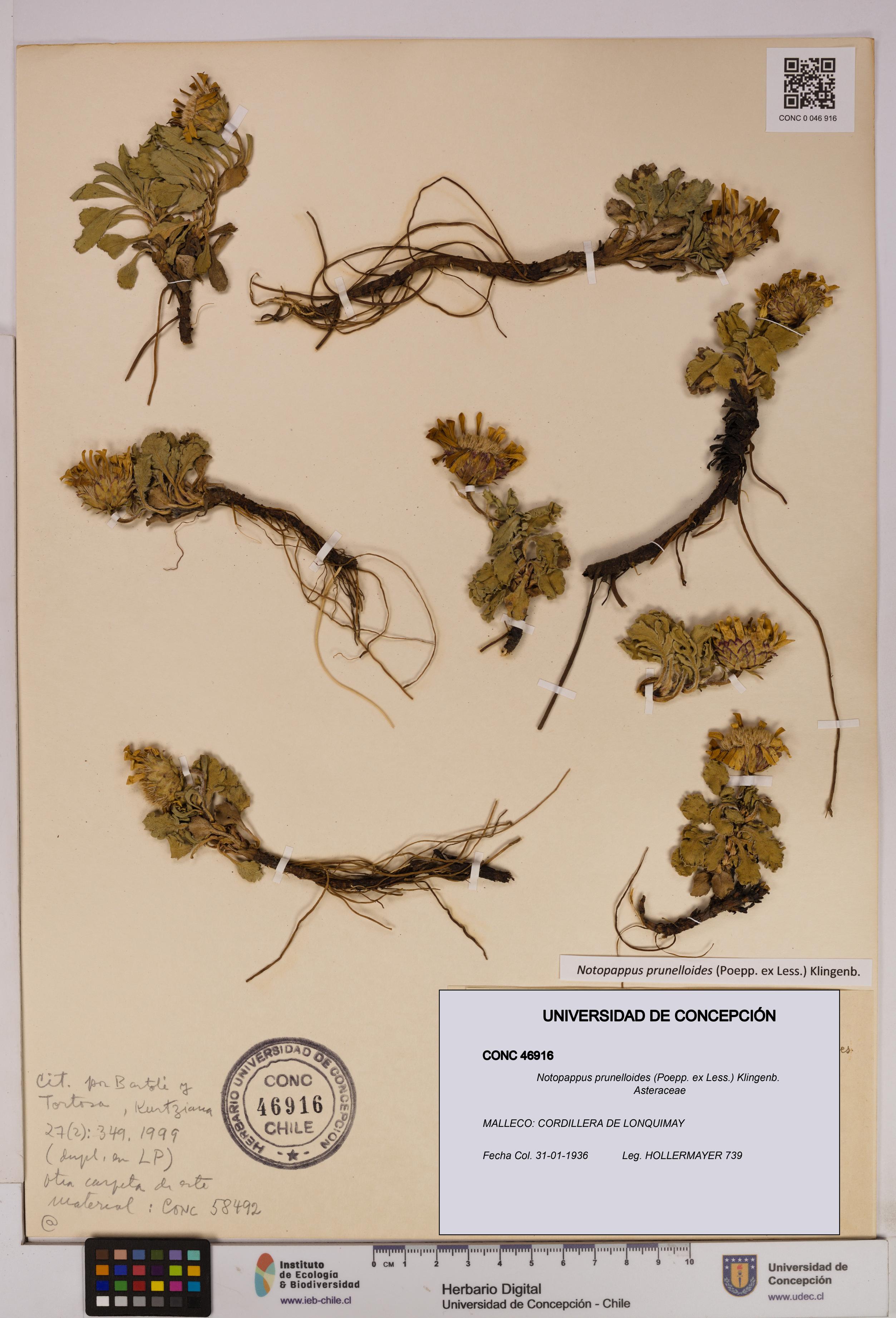 Notopappus prunelloides [Espécimen: UDEC:CONC:0046916]