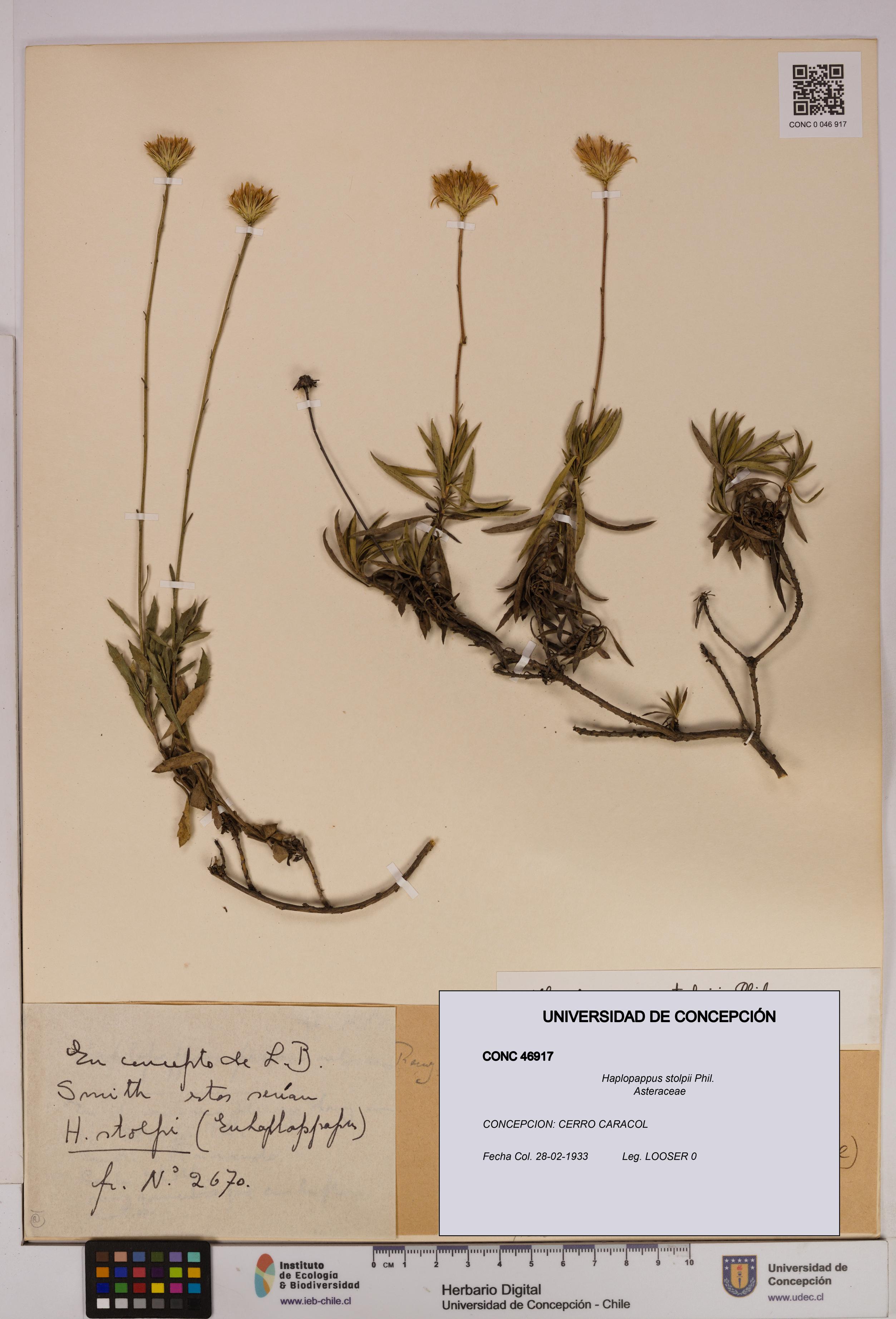Haplopappus stolpii [Espécimen: UDEC:CONC:0046917]