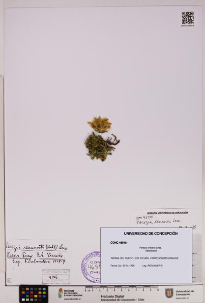 Perezia linearis [Espécimen: UDEC:CONC:0046918]