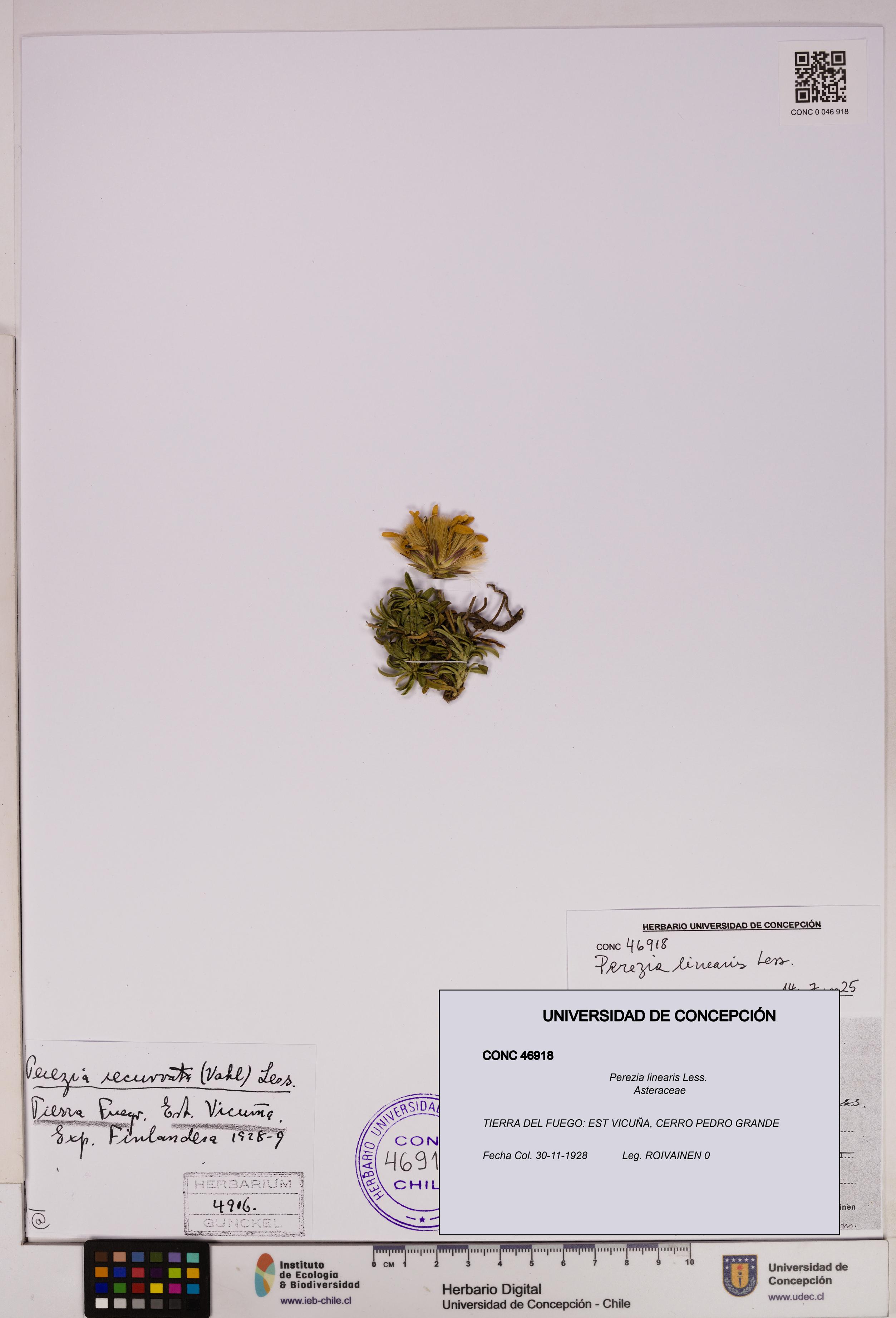 Perezia linearis [Espécimen: UDEC:CONC:0046918]