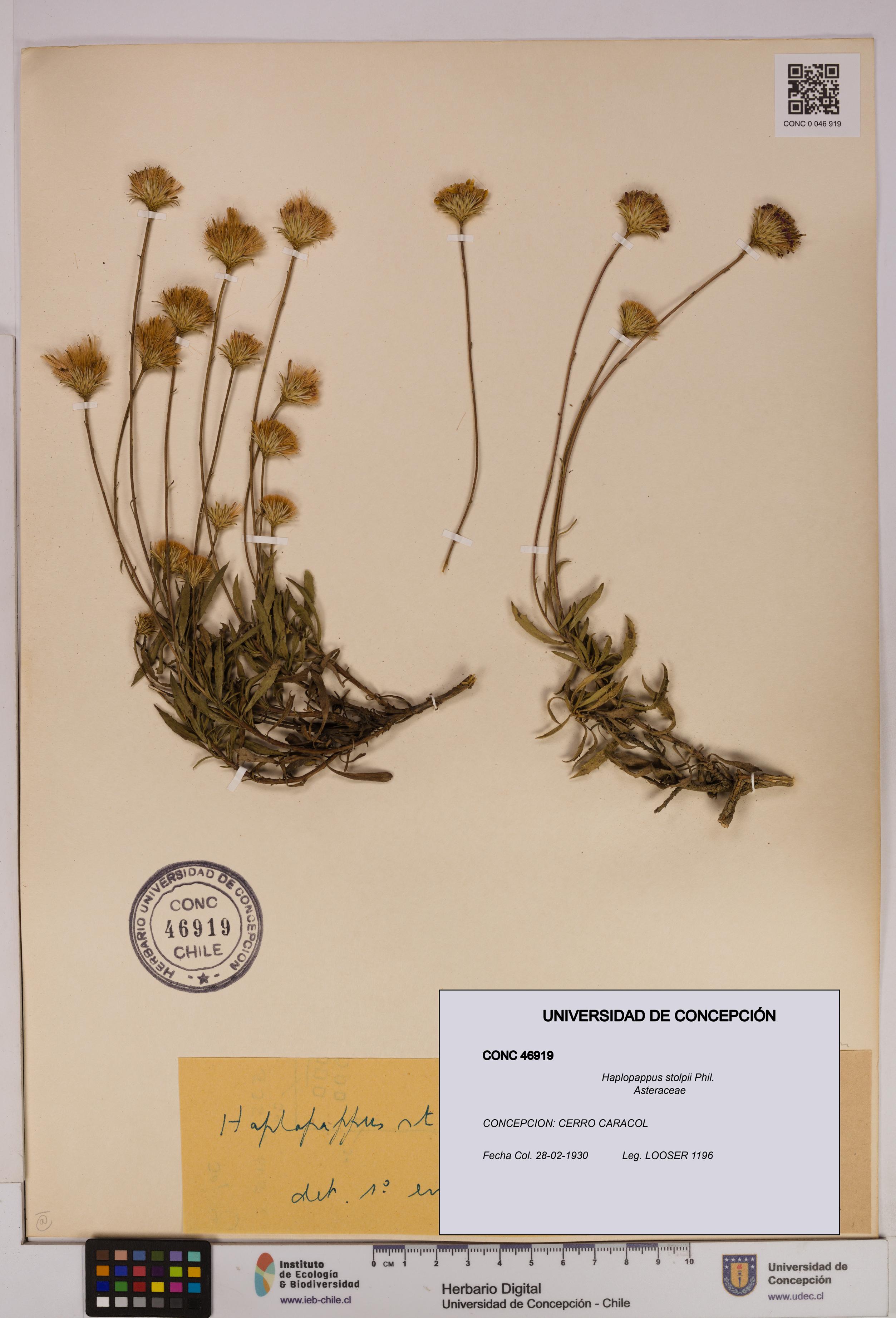 Haplopappus stolpii [Espécimen: UDEC:CONC:0046919]