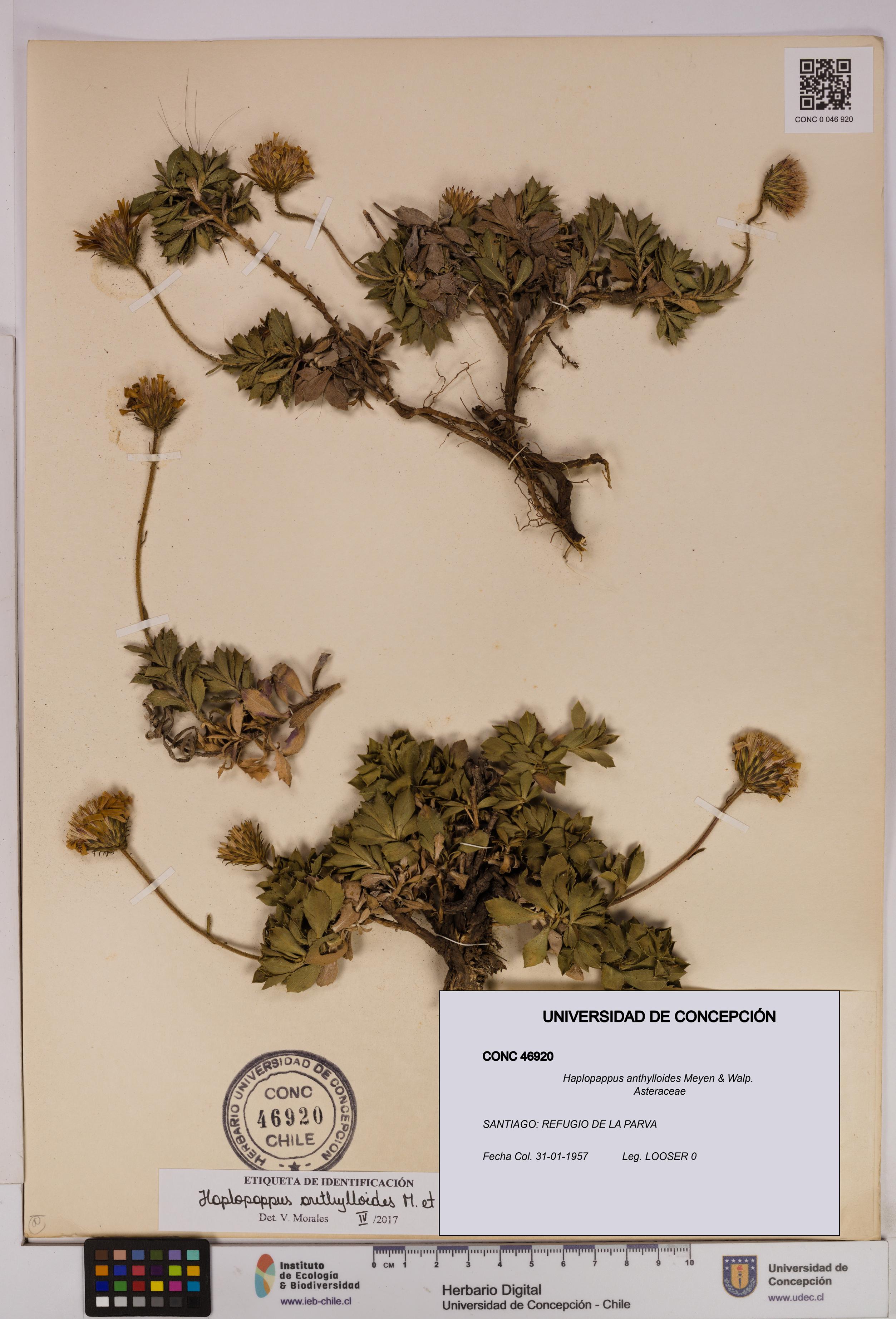 Haplopappus anthylloides [Espécimen: UDEC:CONC:0046920]