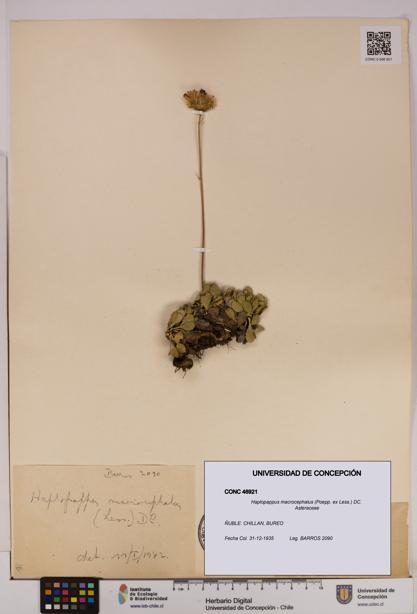 Haplopappus macrocephalus [Espécimen: UDEC:CONC:0046921]