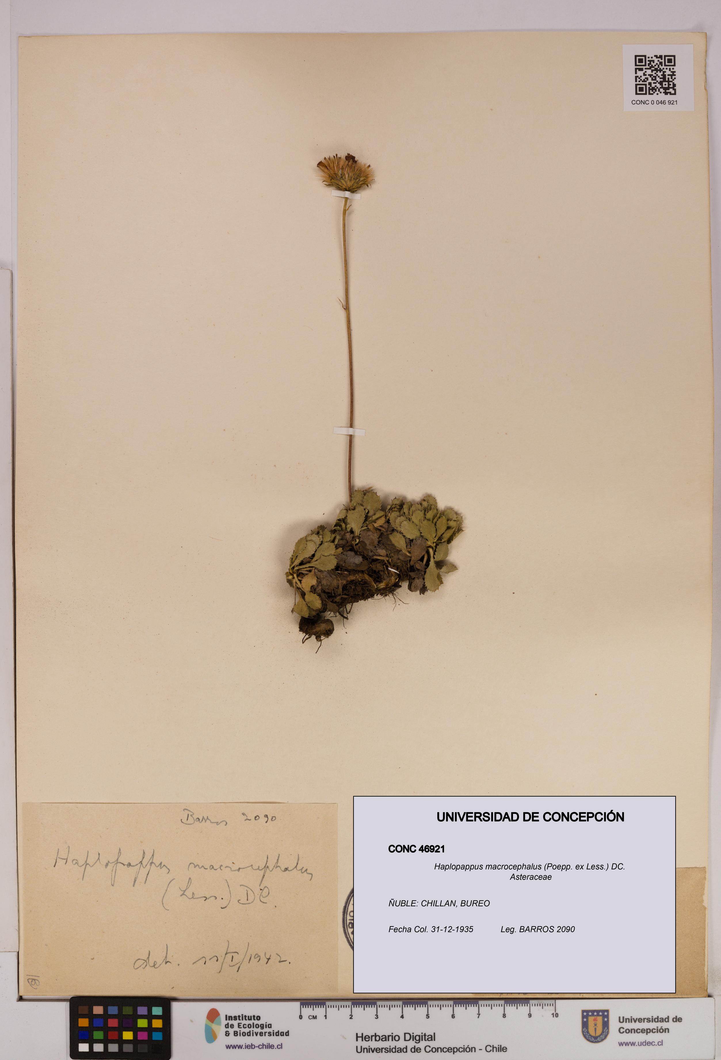 Haplopappus macrocephalus [Espécimen: UDEC:CONC:0046921]