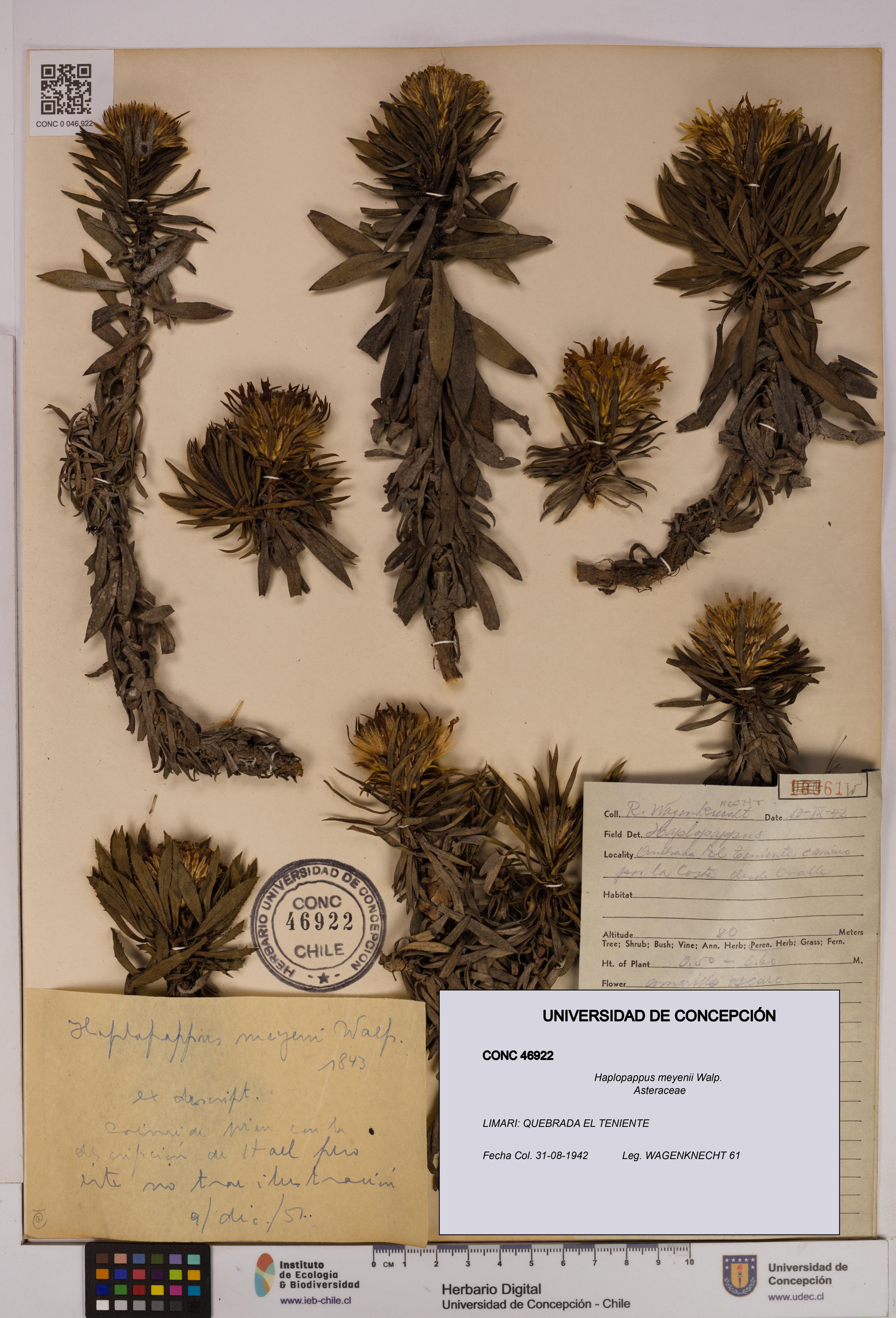 Haplopappus meyenii [Espécimen: UDEC:CONC:0046922]