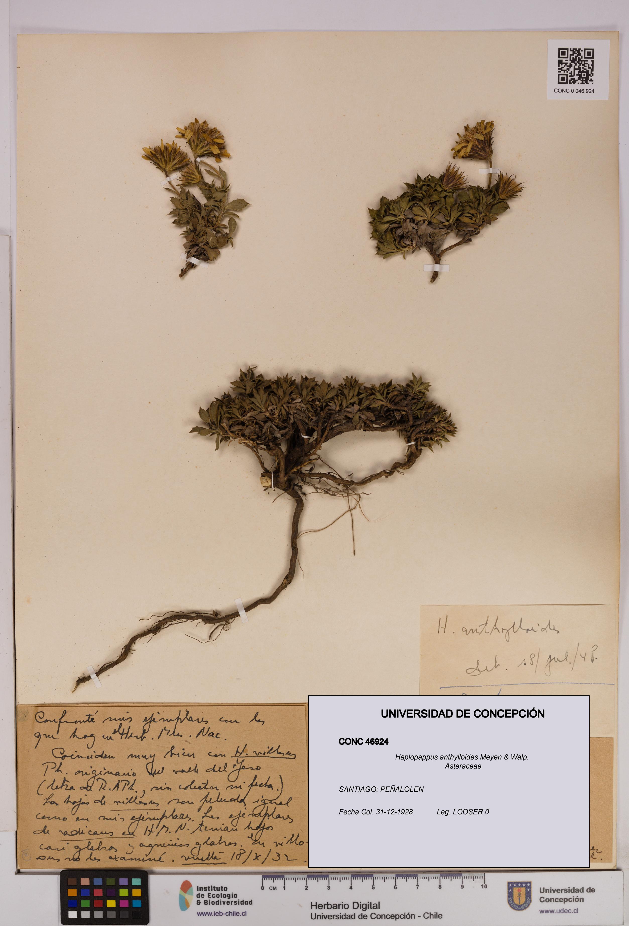 Haplopappus anthylloides [Espécimen: UDEC:CONC:0046924]