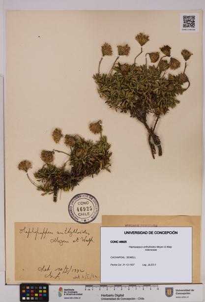 Haplopappus anthylloides [Espécimen: UDEC:CONC:0046925]