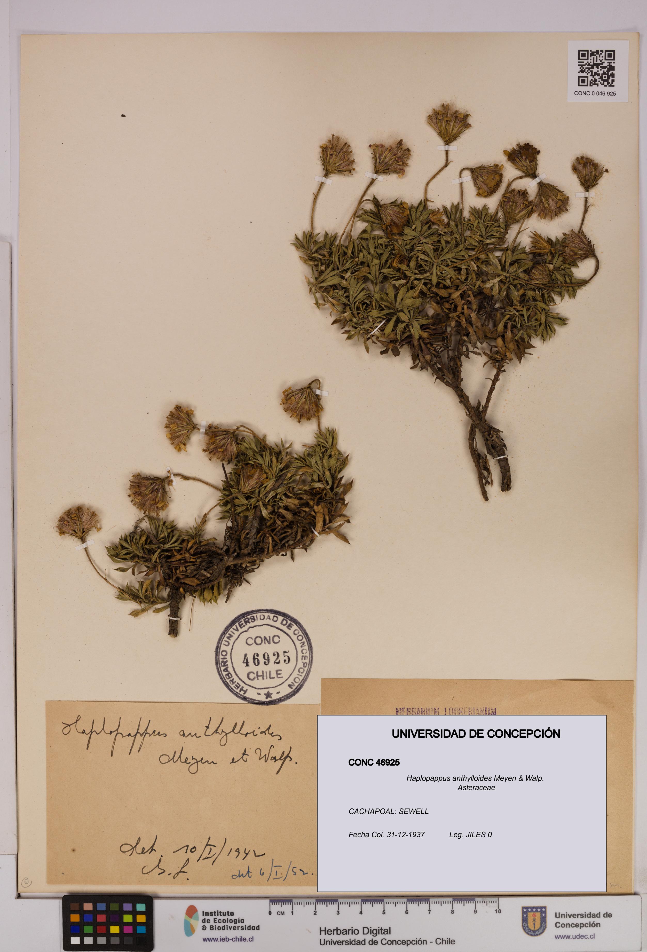 Haplopappus anthylloides [Espécimen: UDEC:CONC:0046925]