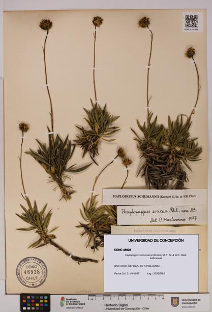 Haplopappus schumannii [Espécimen: UDEC:CONC:0046928]